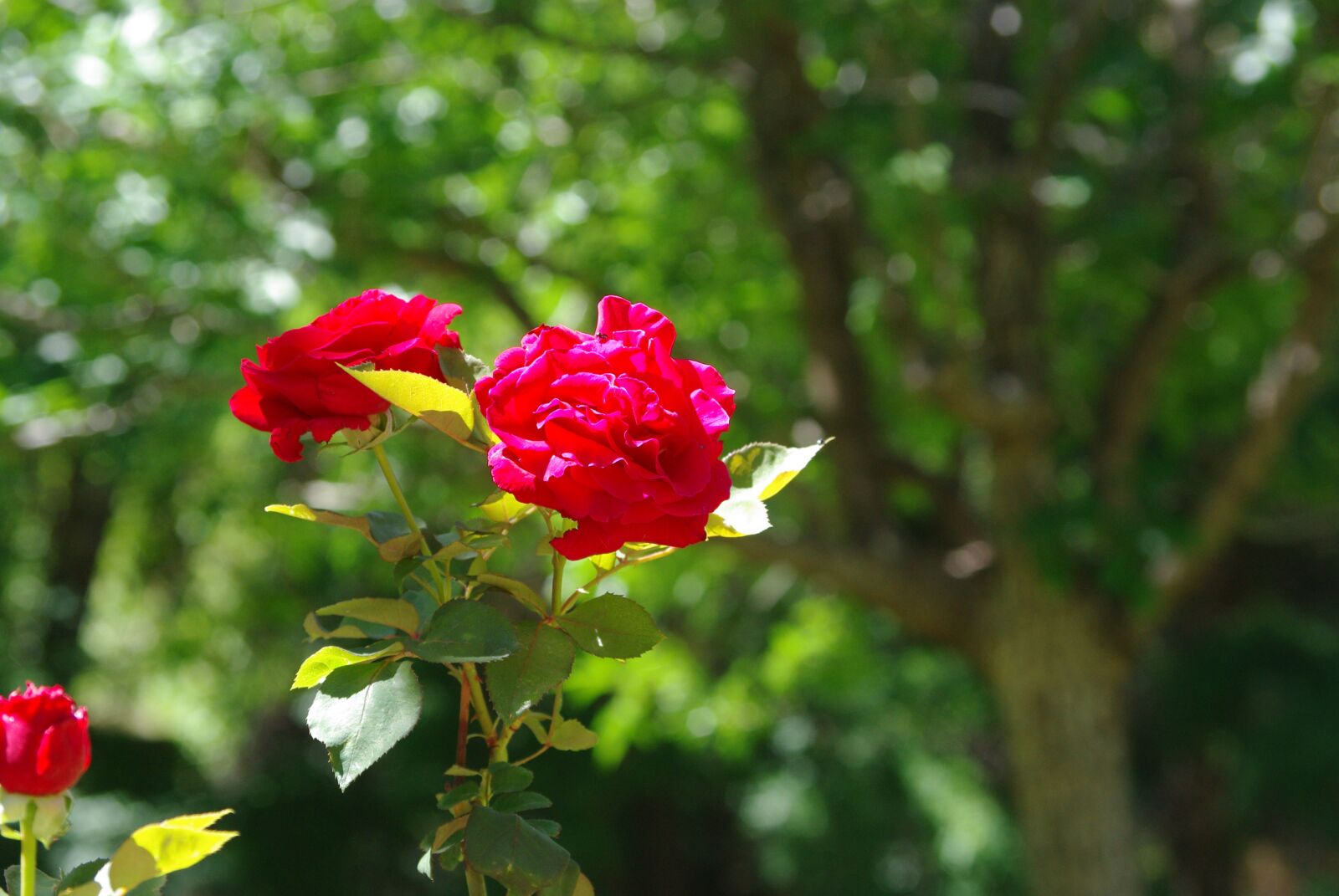 Pentax K200D sample photo. Flowers, roses, pink photography