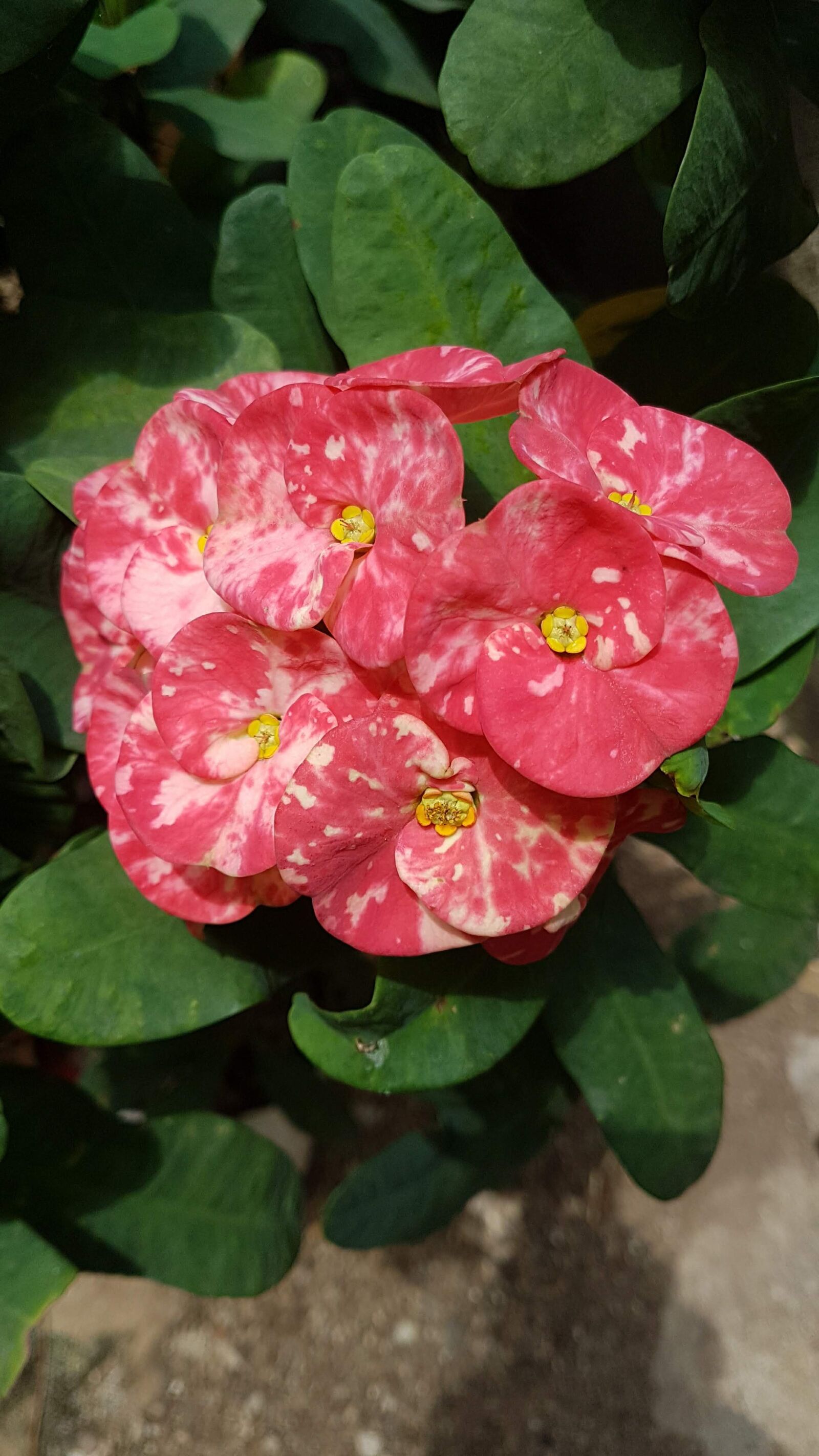 Samsung Galaxy S7 sample photo. Naturaleza, flores, natural photography