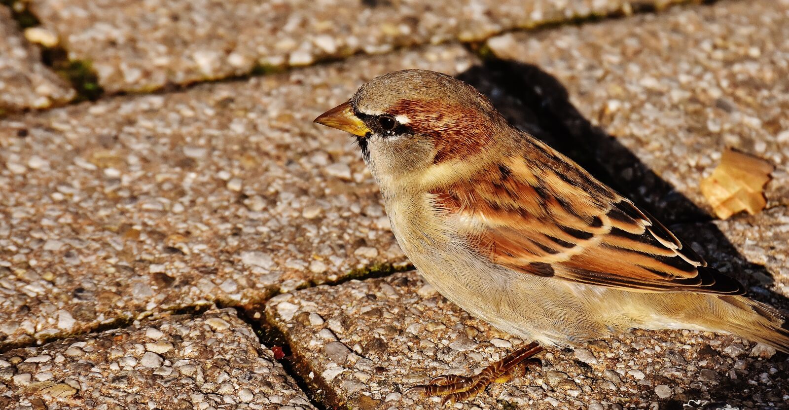 Nikon D7200 sample photo. Sparrow, bird, small photography