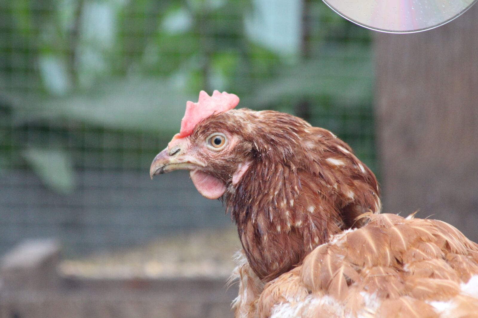 Canon EOS 650D (EOS Rebel T4i / EOS Kiss X6i) sample photo. Chicken, bird, feathered race photography