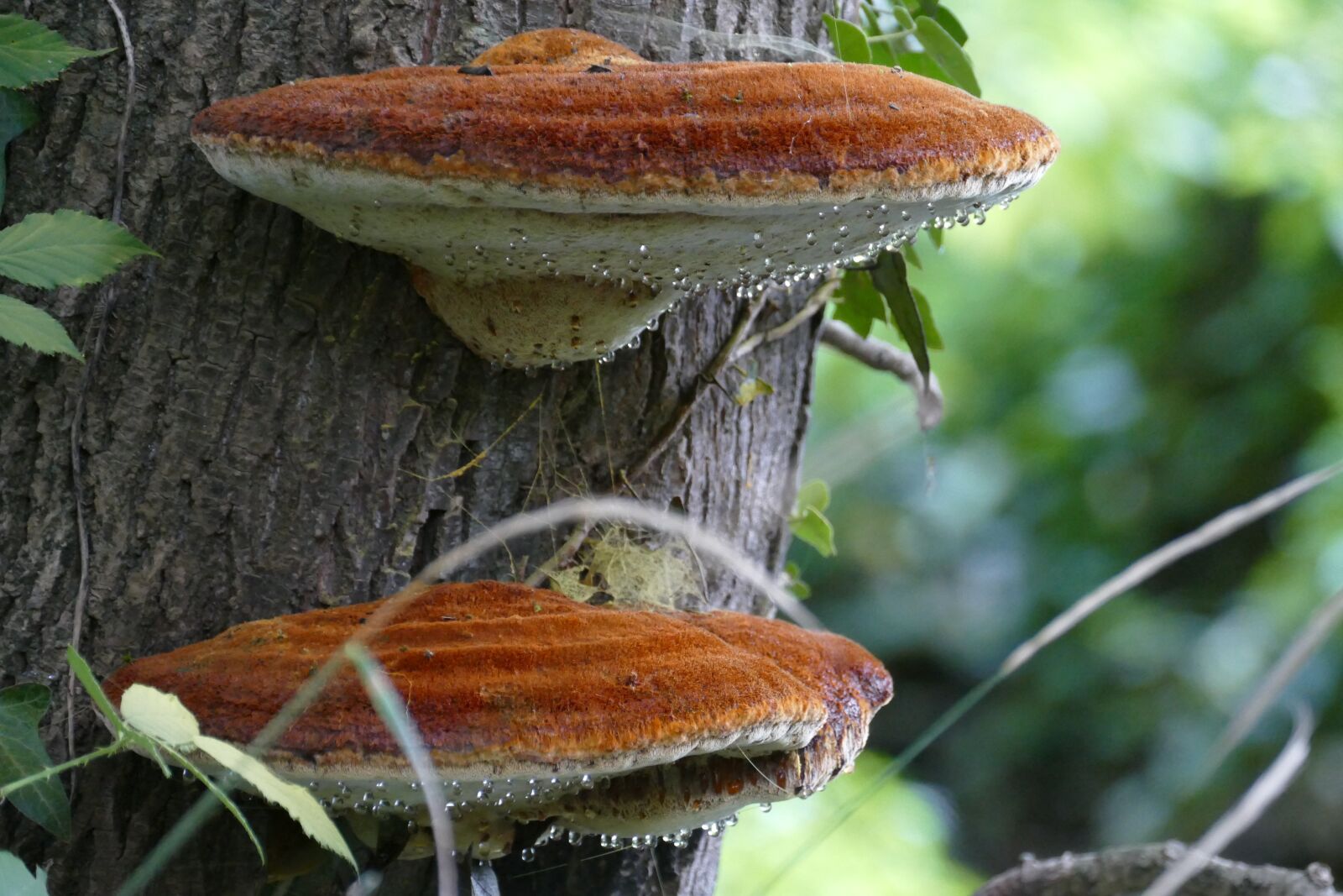 Panasonic Lumix DMC-FZ1000 sample photo. Agaric, mushroom, tree photography