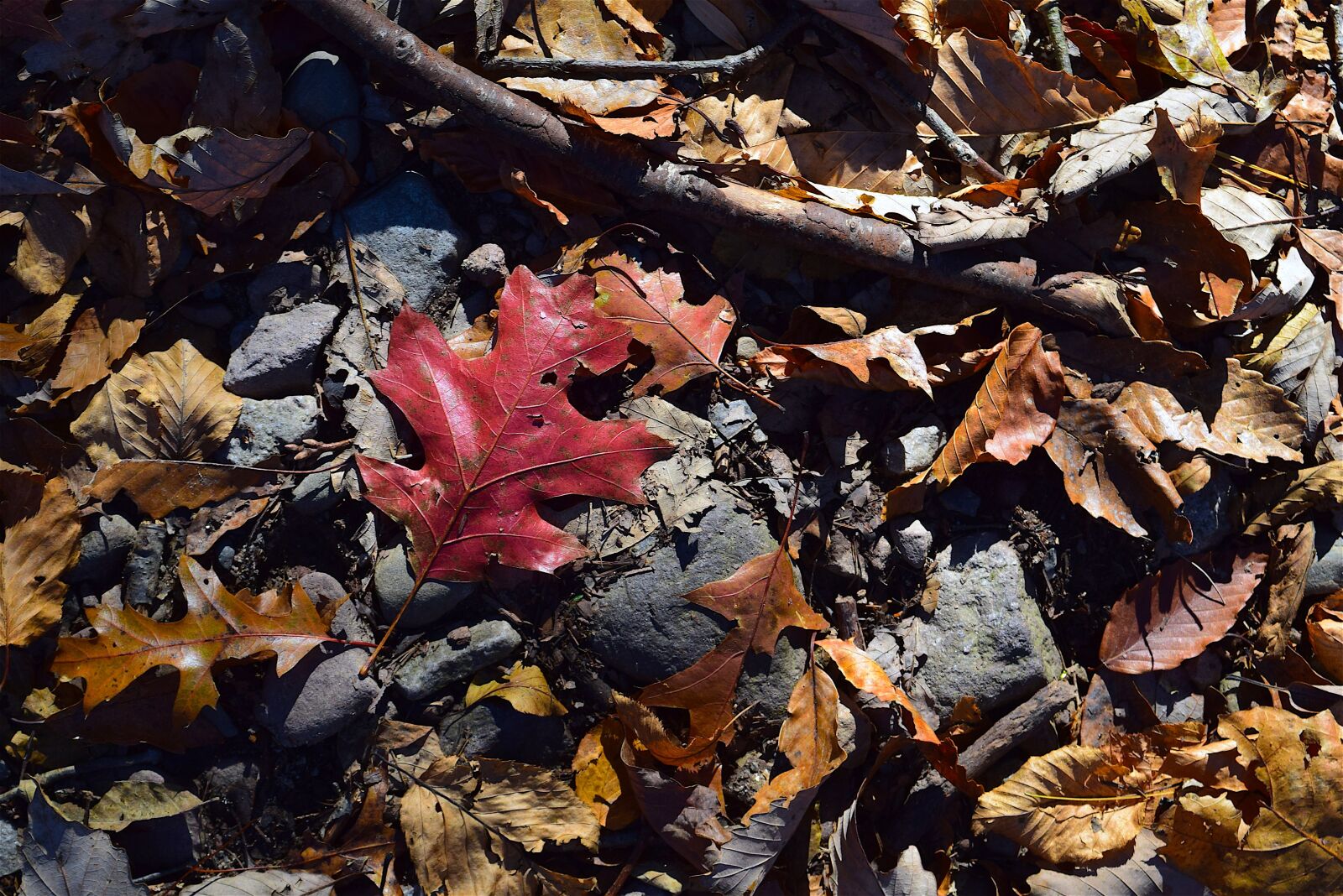 Nikon D3300 sample photo. Foliage, leaves, autumn photography