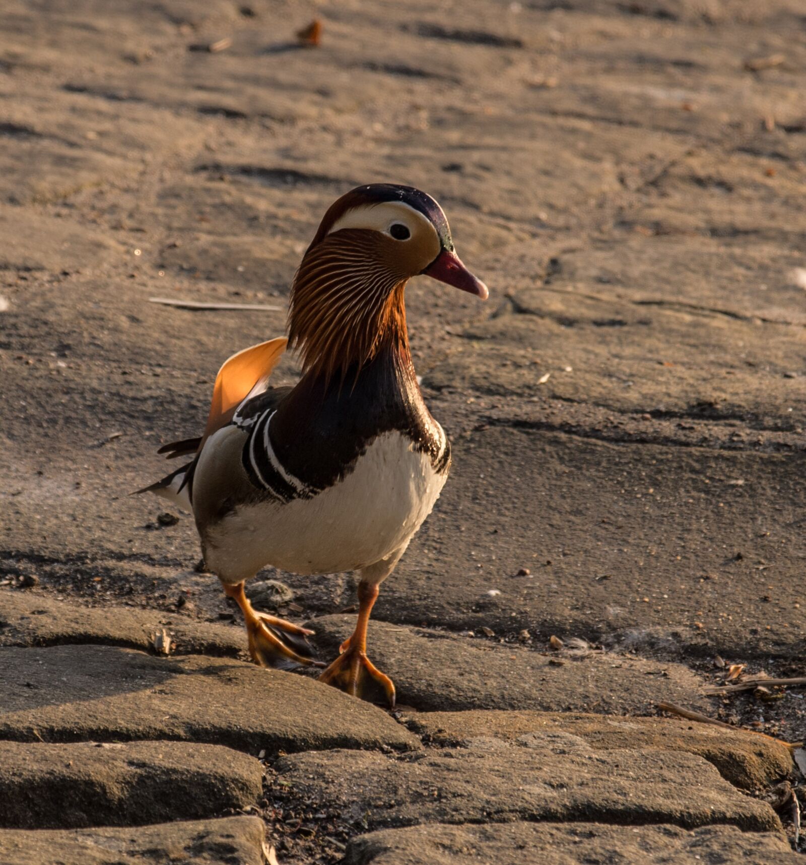 Pentax K-50 sample photo. Mandarin ducks, evening light photography