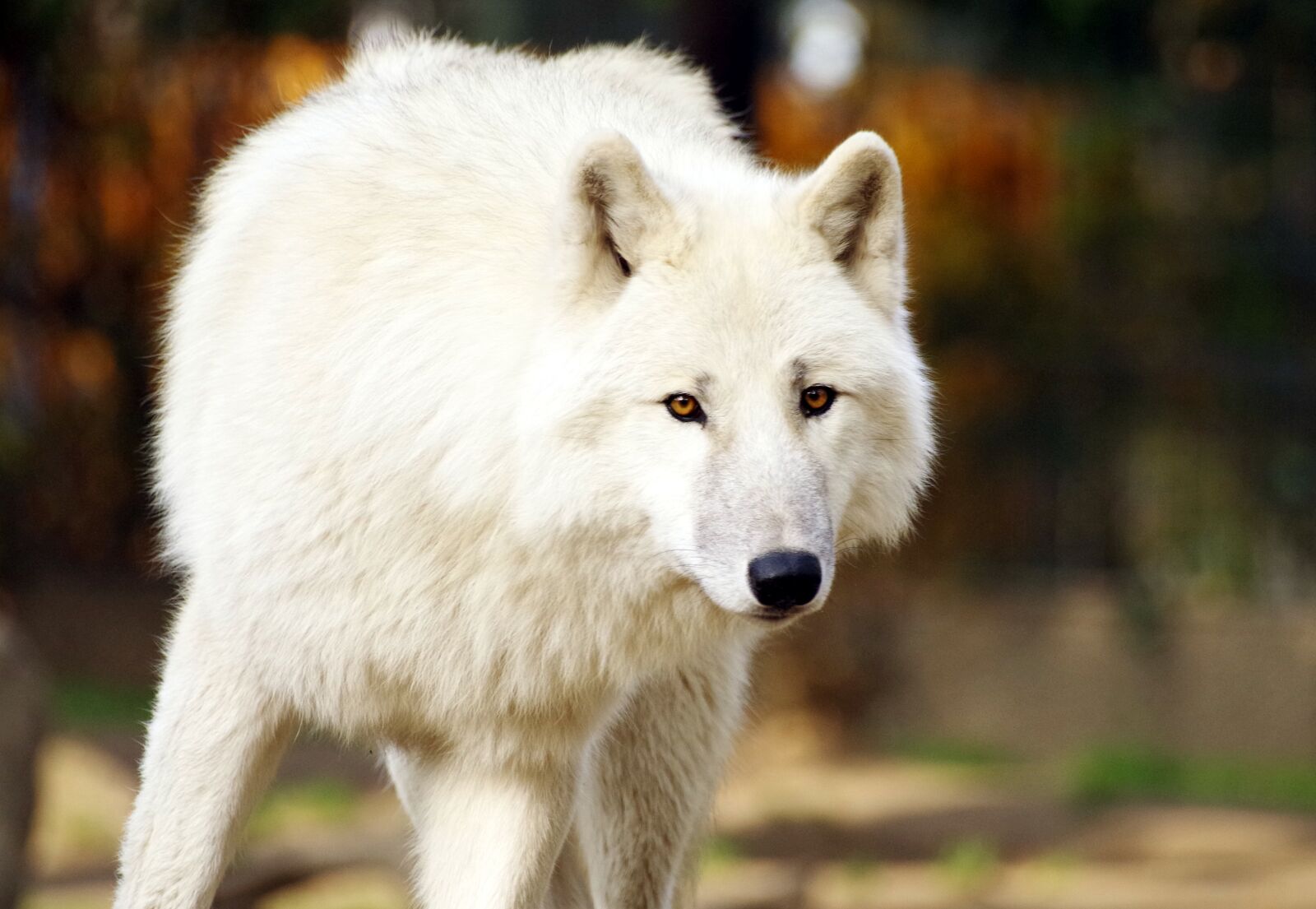 Pentax K-30 sample photo. Wolf, predator, nature photography