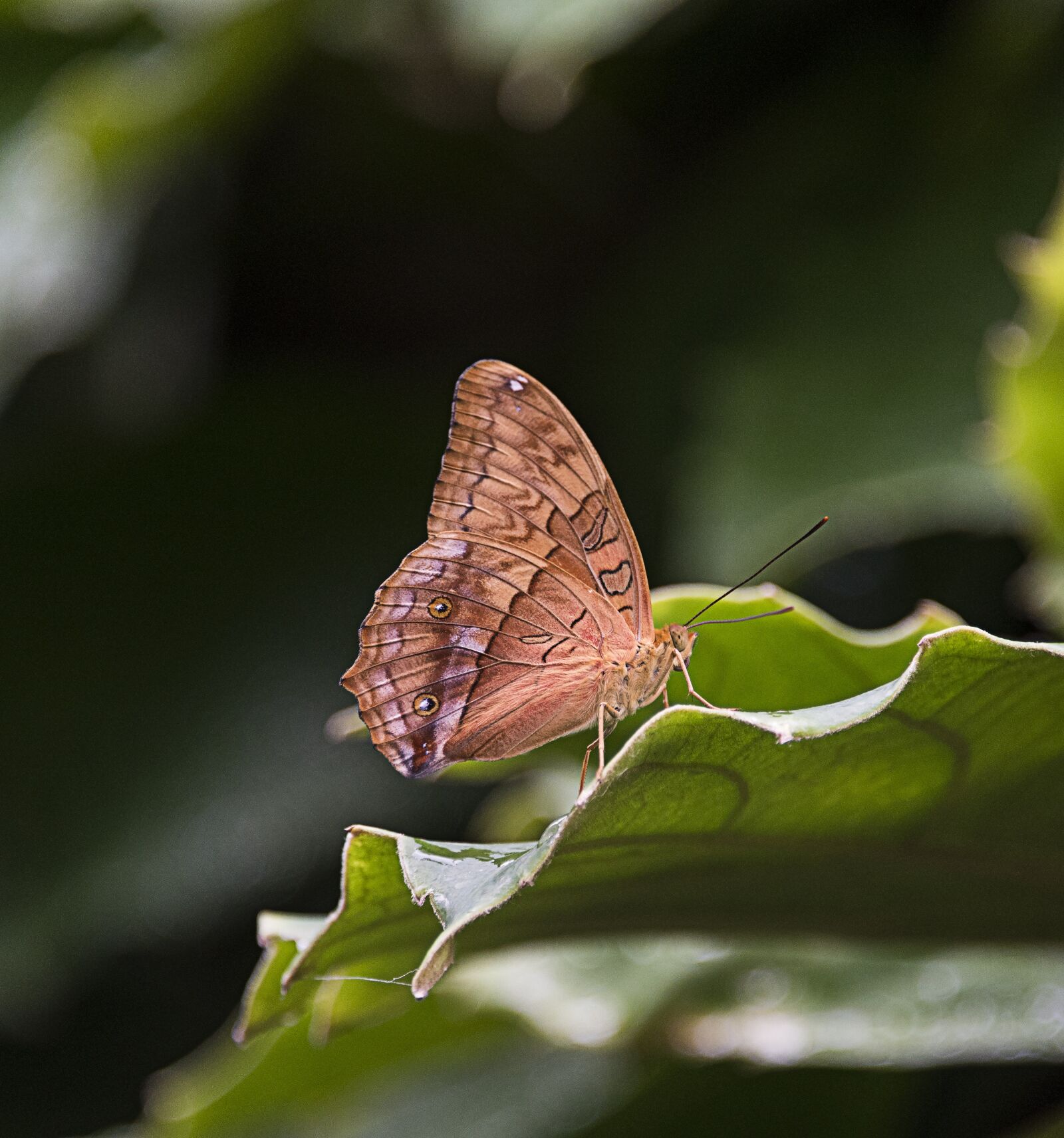 Nikon D750 sample photo. Butterfly, peaceful, nature photography