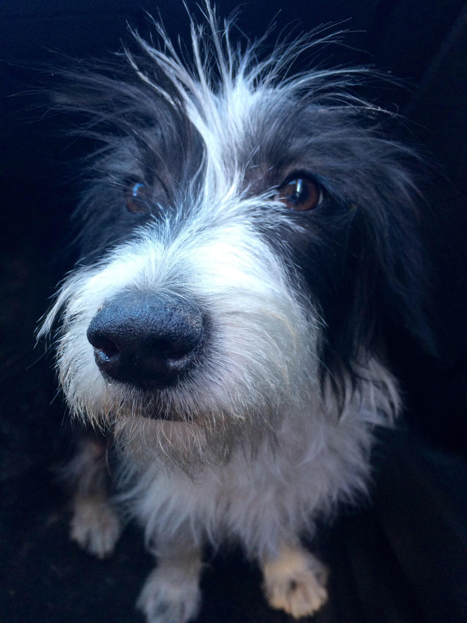 iPhone 5s back camera 4.15mm f/2.2 sample photo. Dog, dog, head photography