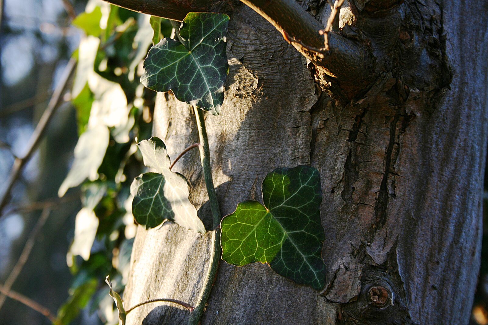 Canon EOS 400D (EOS Digital Rebel XTi / EOS Kiss Digital X) sample photo. Tree, leaf, nature photography