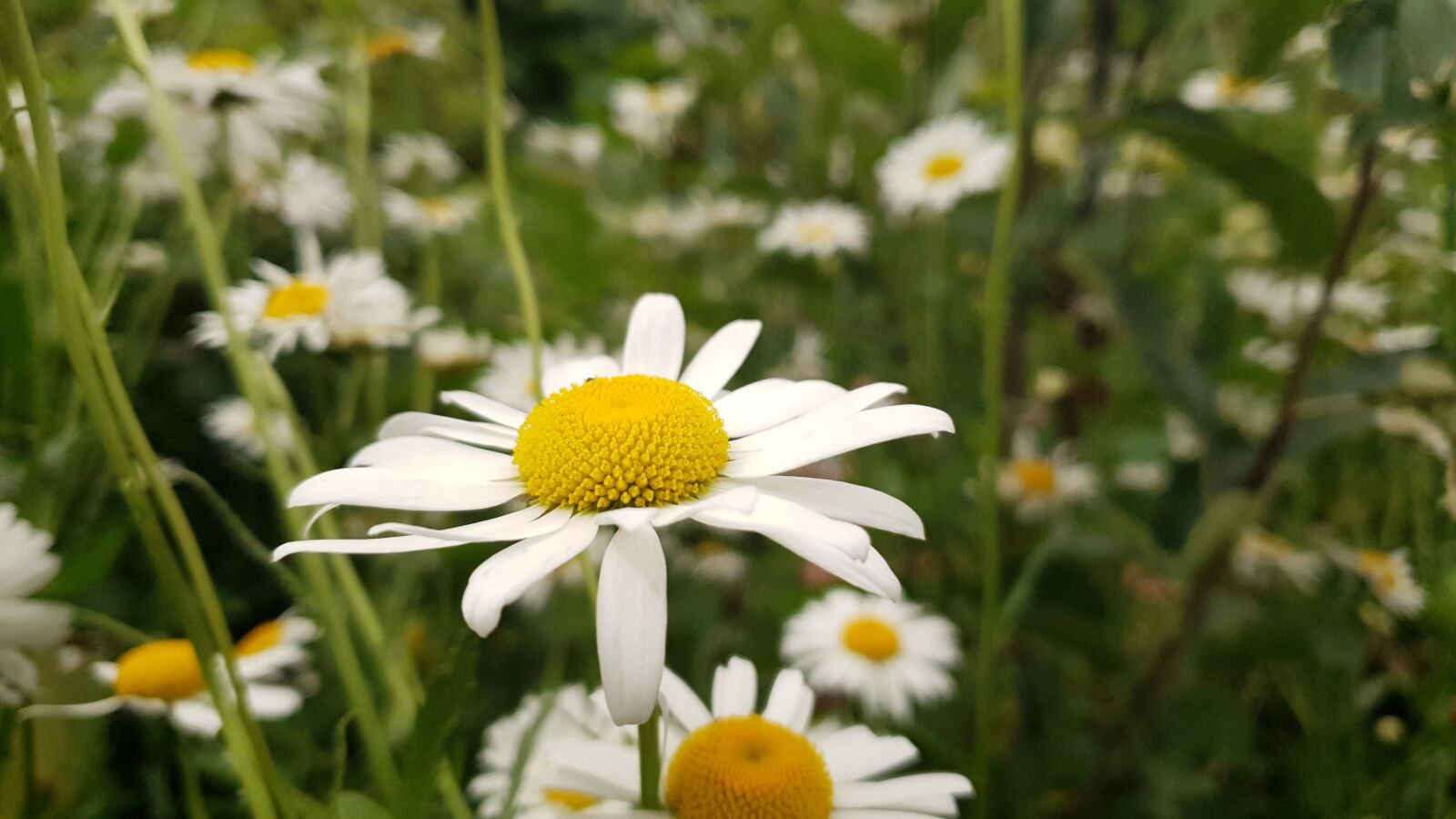 Samsung SM-G975F sample photo. Daisies, flowers, white flowers photography
