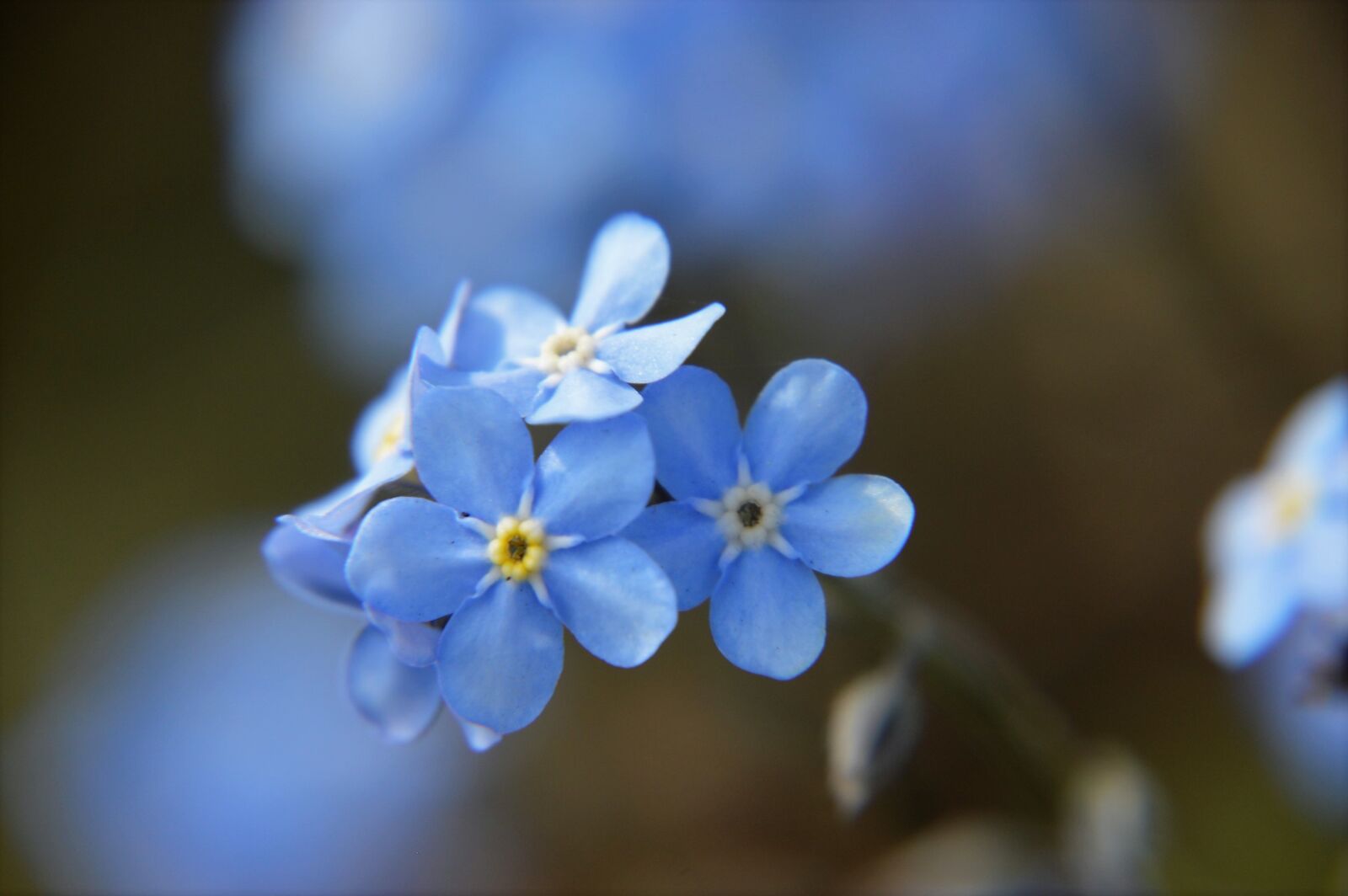 Nikon D3200 sample photo. Myosotis, blue, flower photography