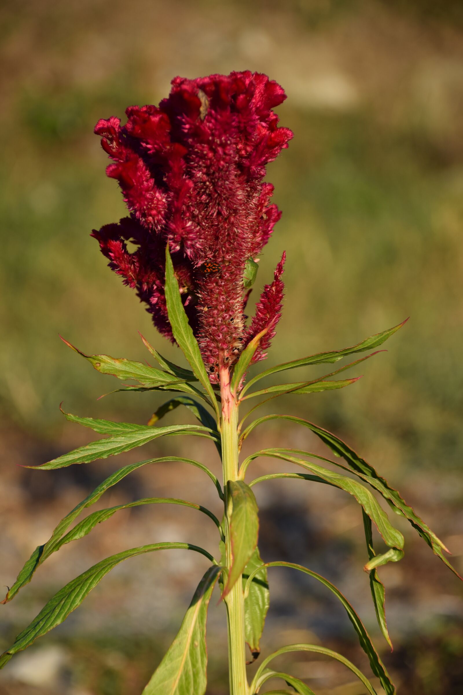 Nikon D3300 sample photo. Cockscomb, red flower, flowers photography
