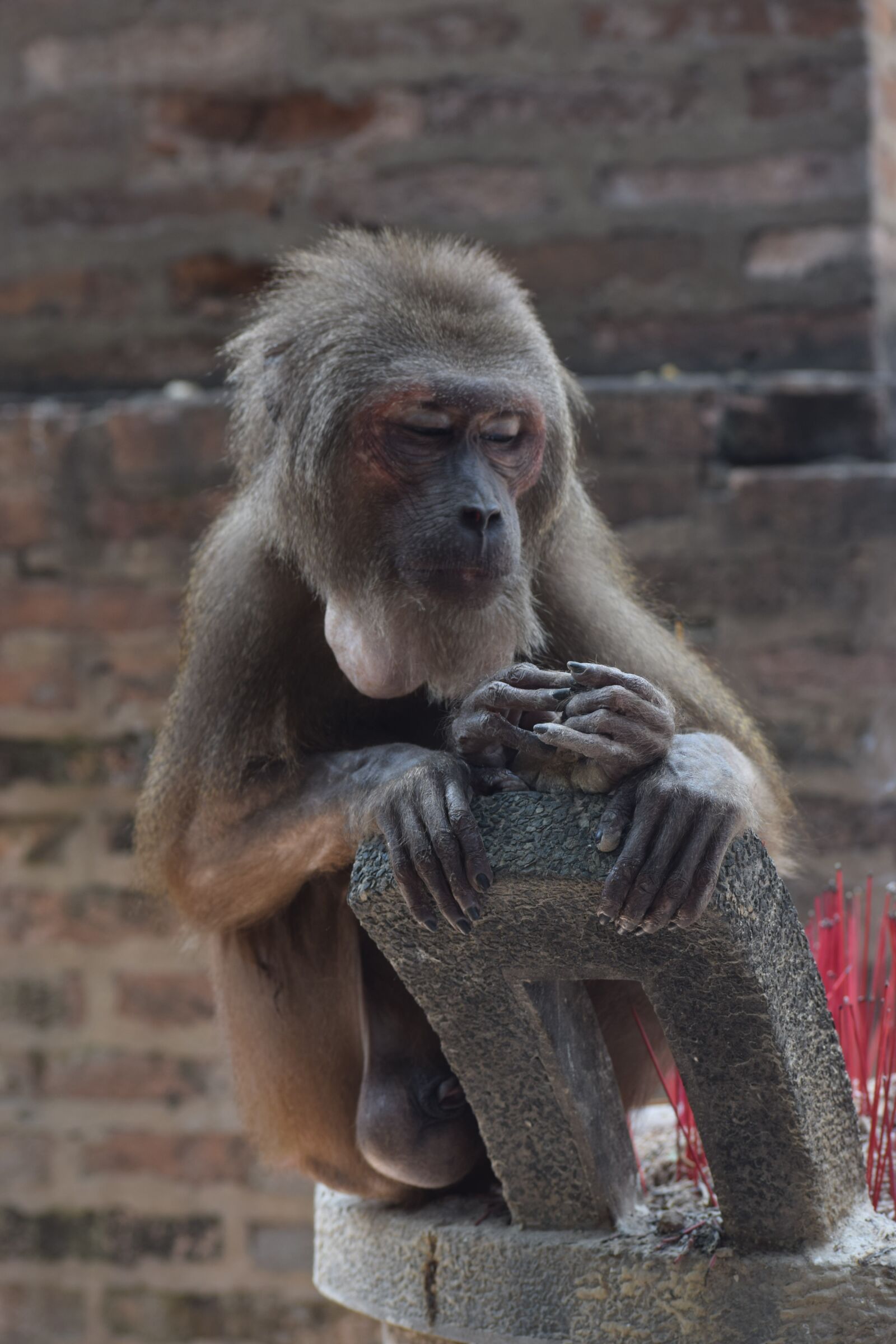 Nikon D3300 sample photo. Animal, feeding monkeys, chau photography