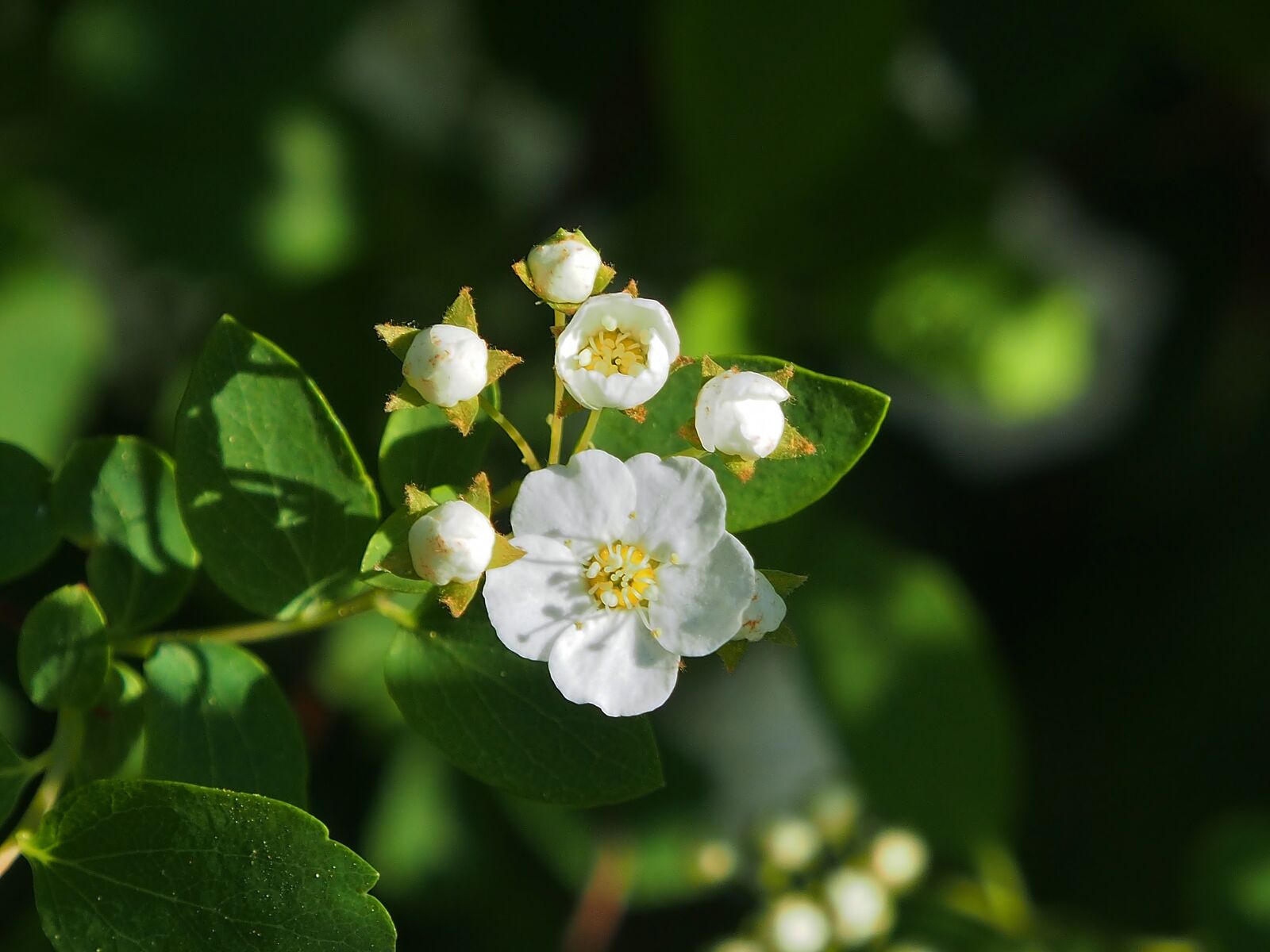 Olympus OM-D E-M5 sample photo. Spars shrub, white, small photography