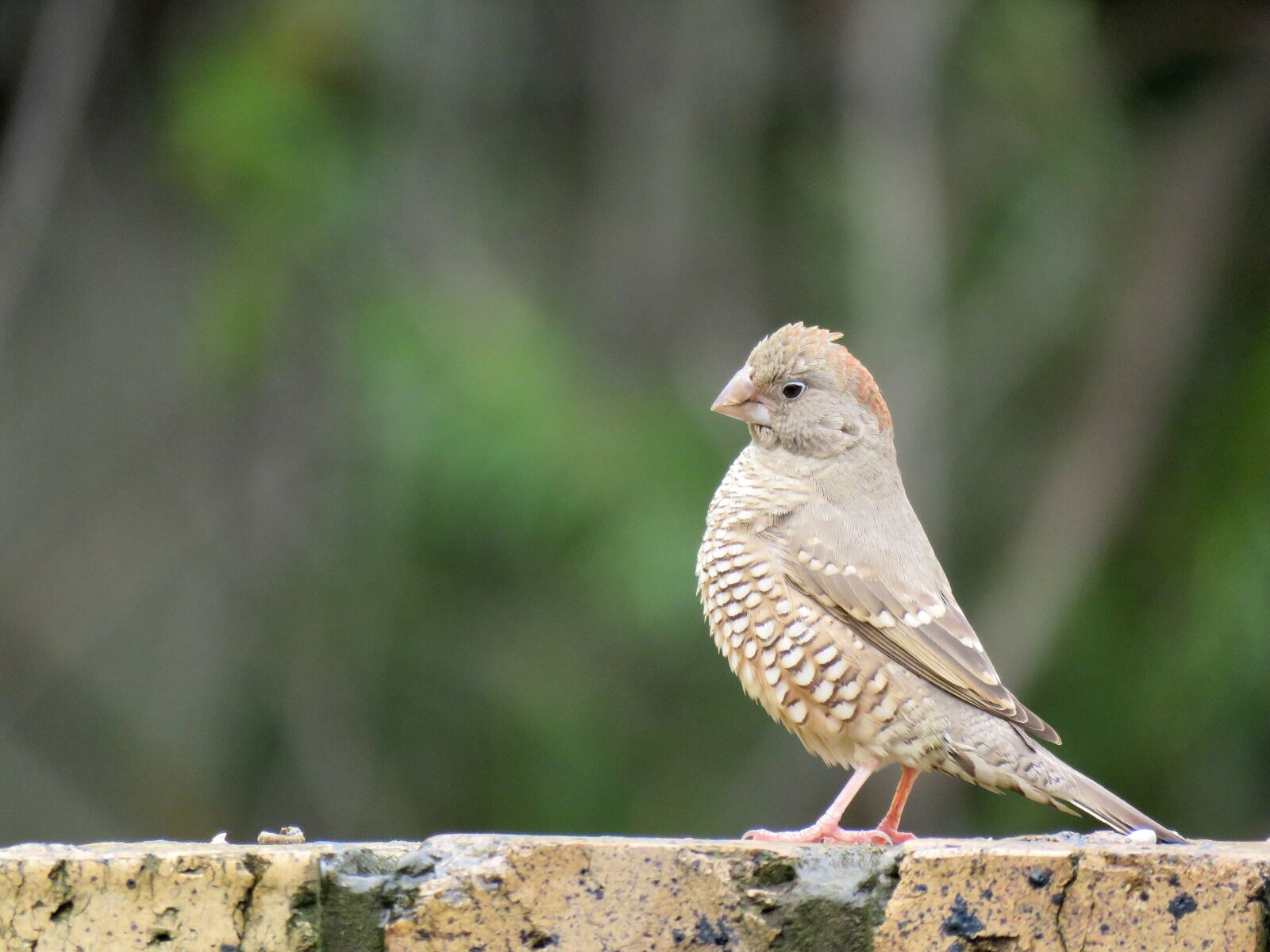 Canon PowerShot SX60 HS sample photo. Bird, finch, red headed photography