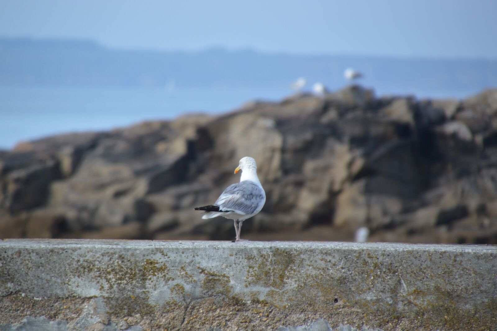 Nikon D3200 sample photo. Sea, seagull, brittany photography