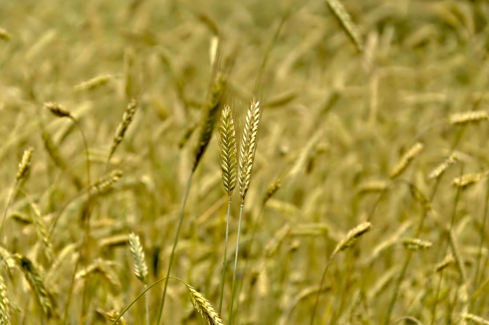 Nikon D3200 sample photo. Rye, cereals, grain photography