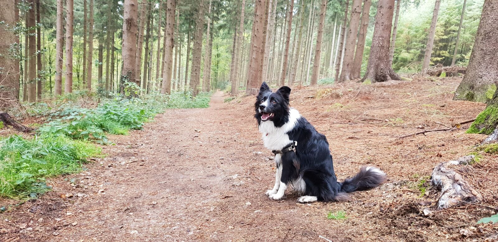 Samsung Galaxy S9+ sample photo. Border collie, dog, forest photography