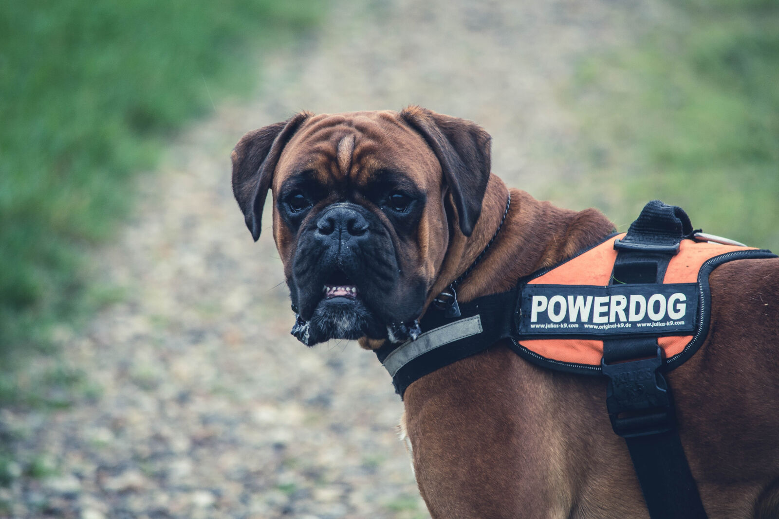 Nikon D3100 sample photo. Dog, color, colour, colors photography
