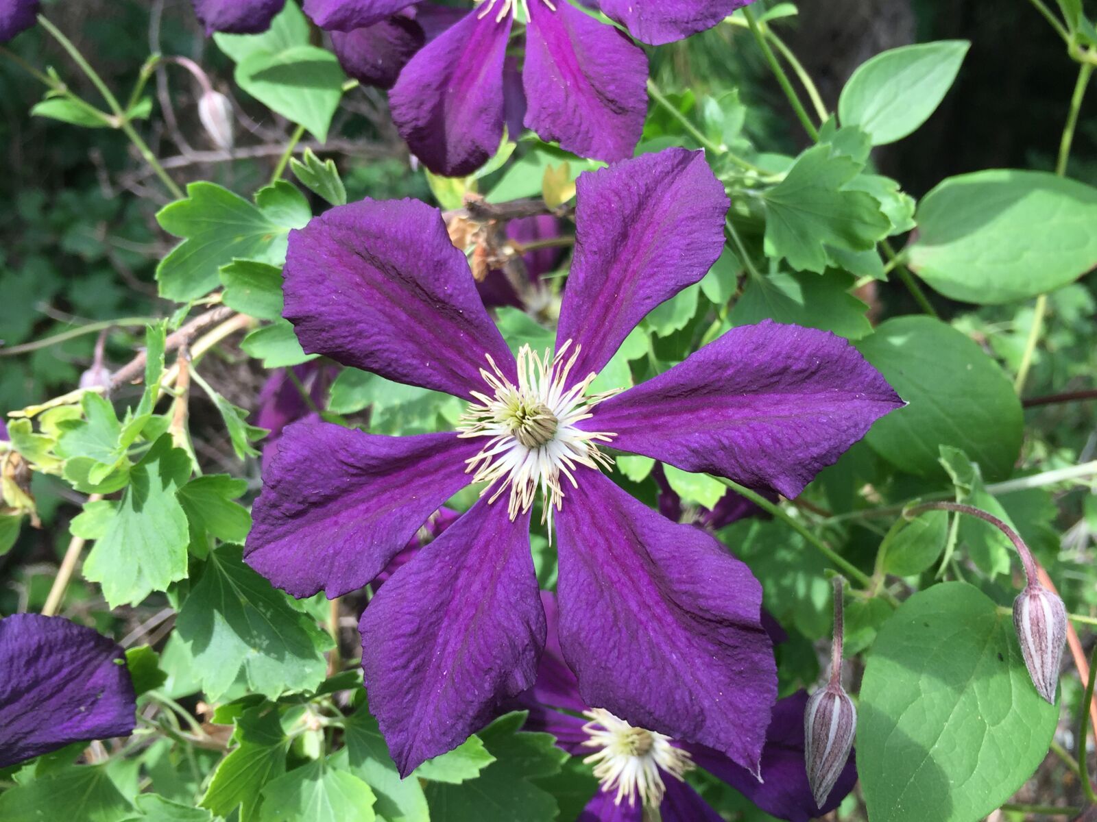Apple iPhone 6 Plus + iPhone 6 Plus back camera 4.15mm f/2.2 sample photo. Clematis, plant, flower photography
