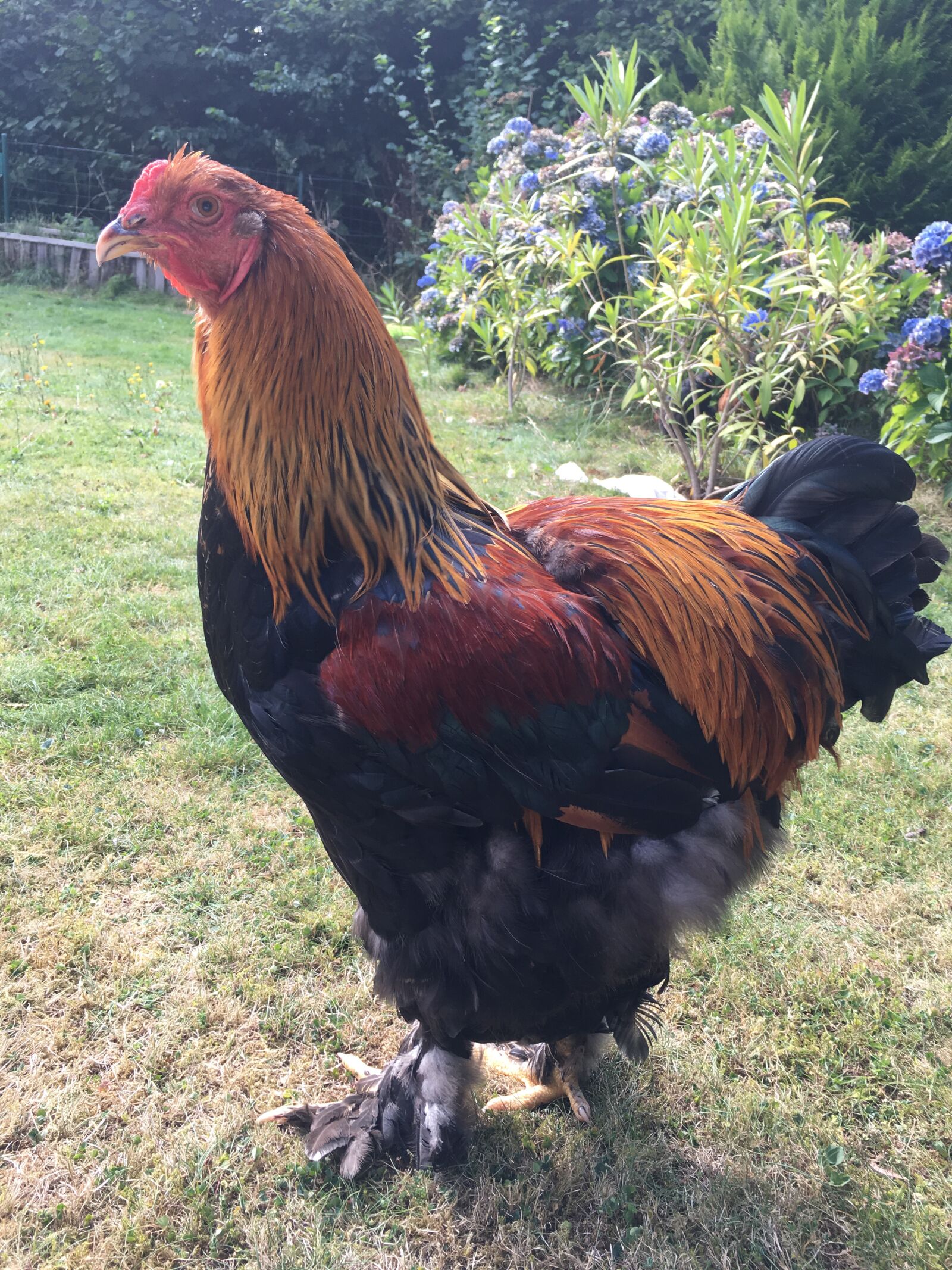 iPhone 6s Plus back camera 4.15mm f/2.2 sample photo. Roaster, hen, country photography