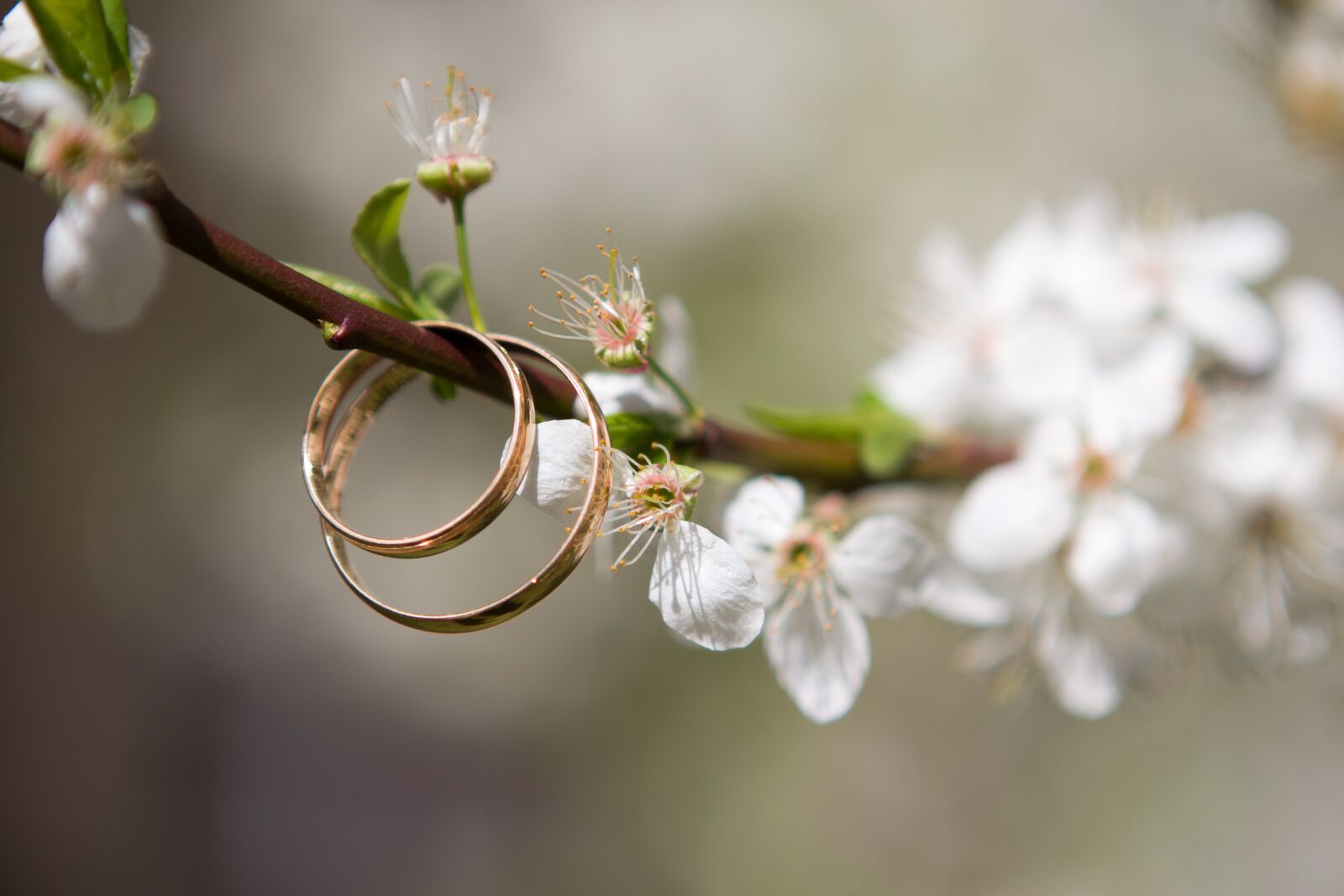 Canon EOS 60D + Canon EF 24-70mm F2.8L USM sample photo. Wedding, rings, spring photography