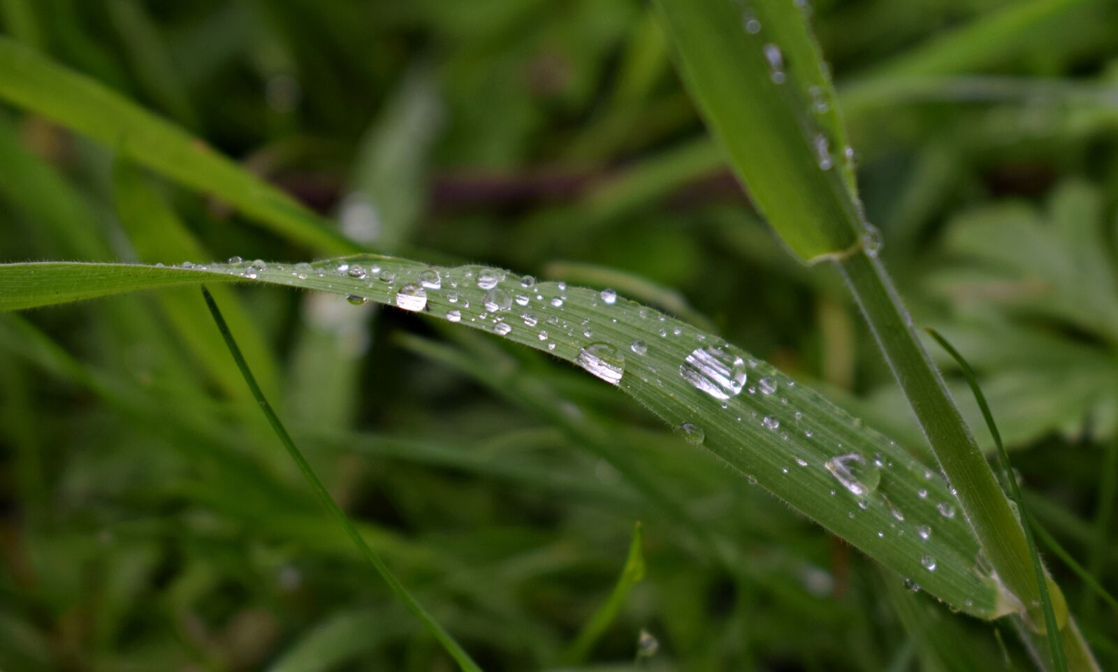 Nikon D3300 sample photo. Grass, green, drop of photography