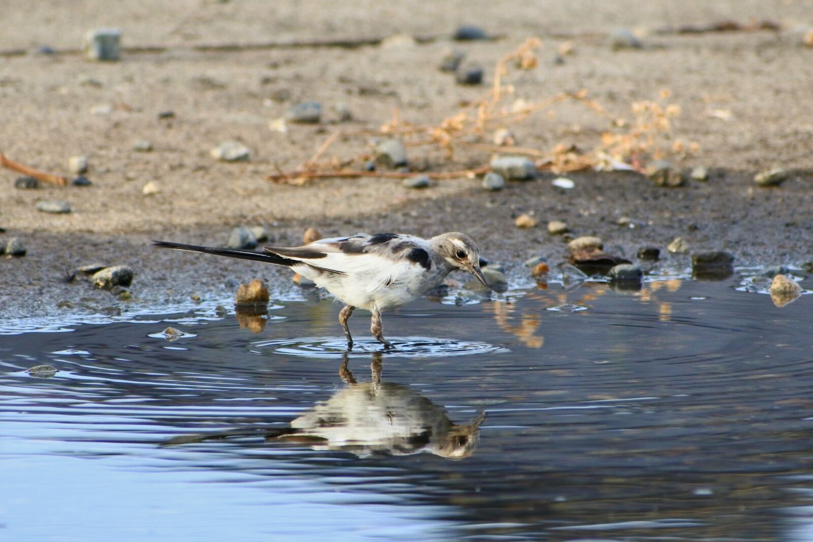 VR 70-300mm f/4.5-6.3G sample photo. Animal, pond, pebbles photography