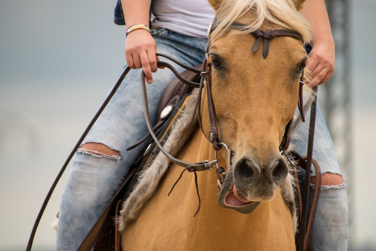 Nikon D3300 sample photo. Horse, ride, animal photography