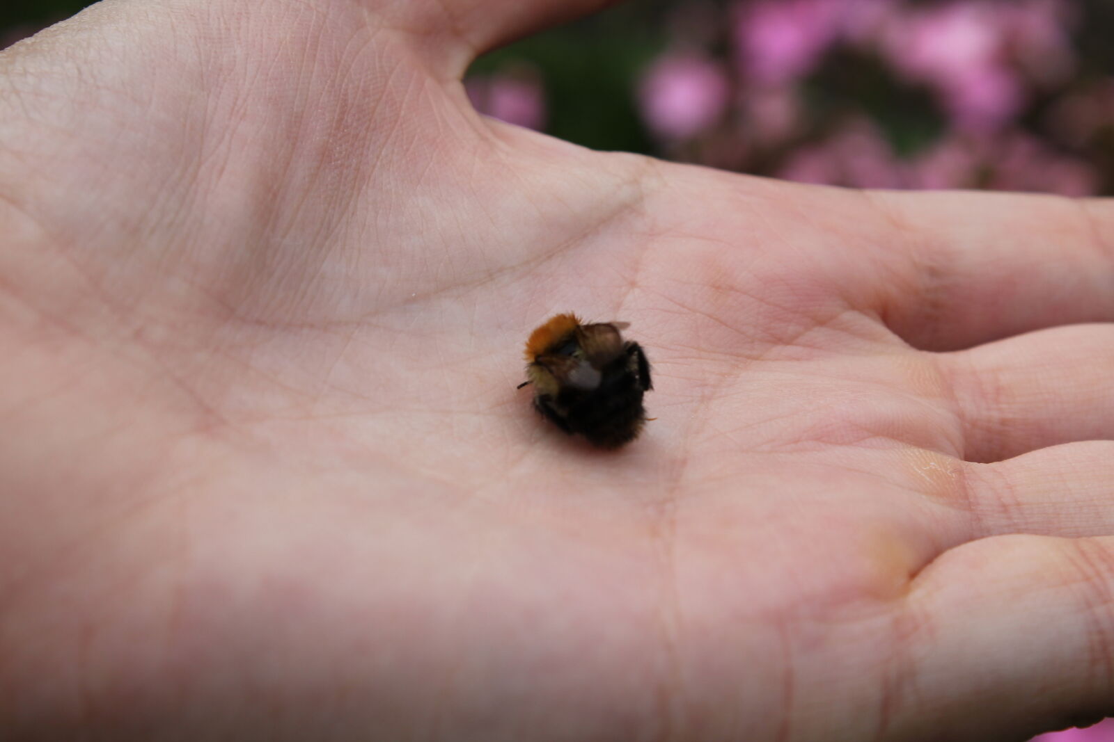 Canon EOS 1100D (EOS Rebel T3 / EOS Kiss X50) sample photo. Bee, dead, hand, macro photography