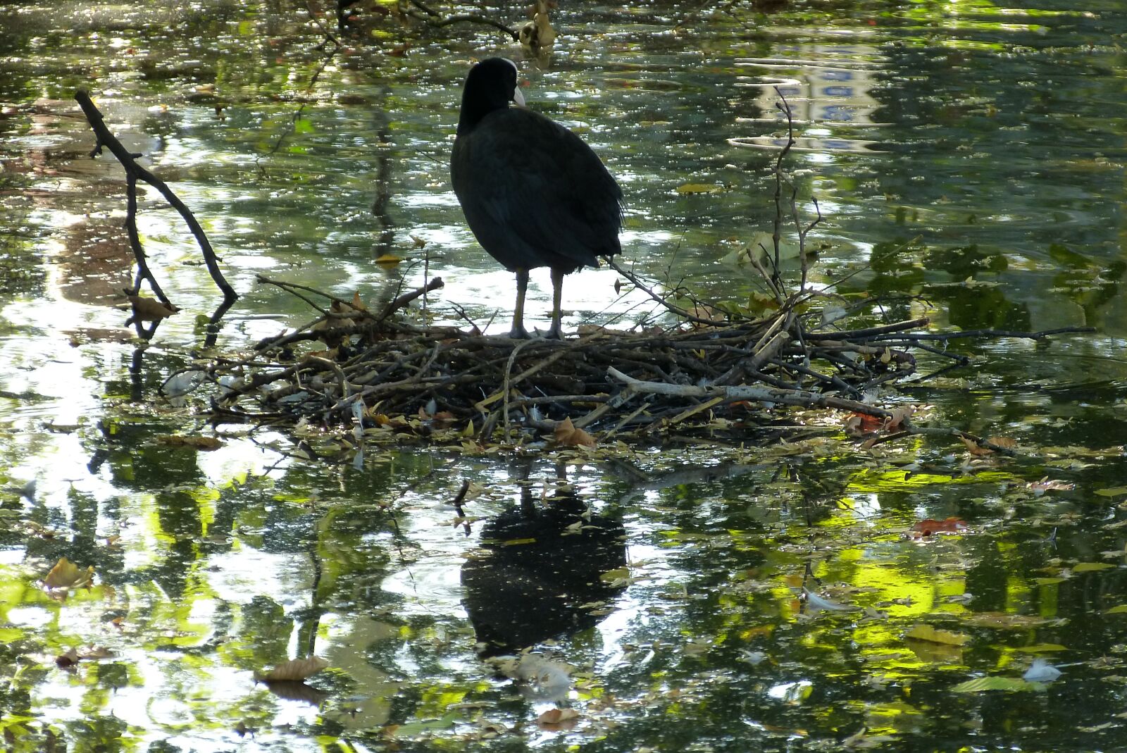 Panasonic Lumix DMC-FZ150 sample photo. Coot, pond, bird photography