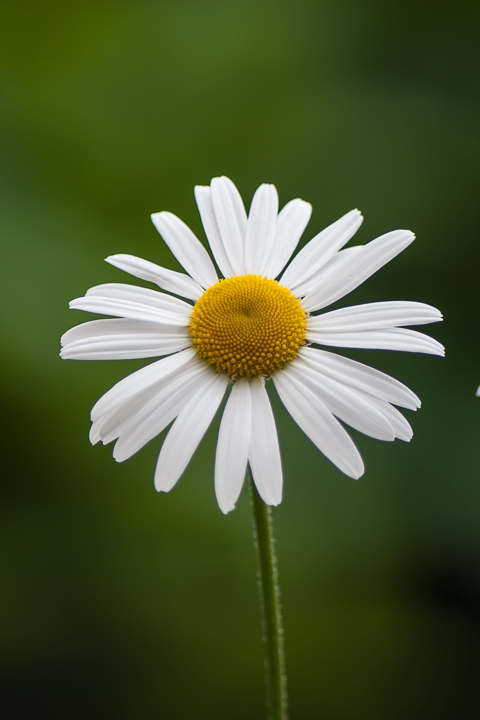 Canon EOS 550D (EOS Rebel T2i / EOS Kiss X4) sample photo. Margriet, flower, spring photography