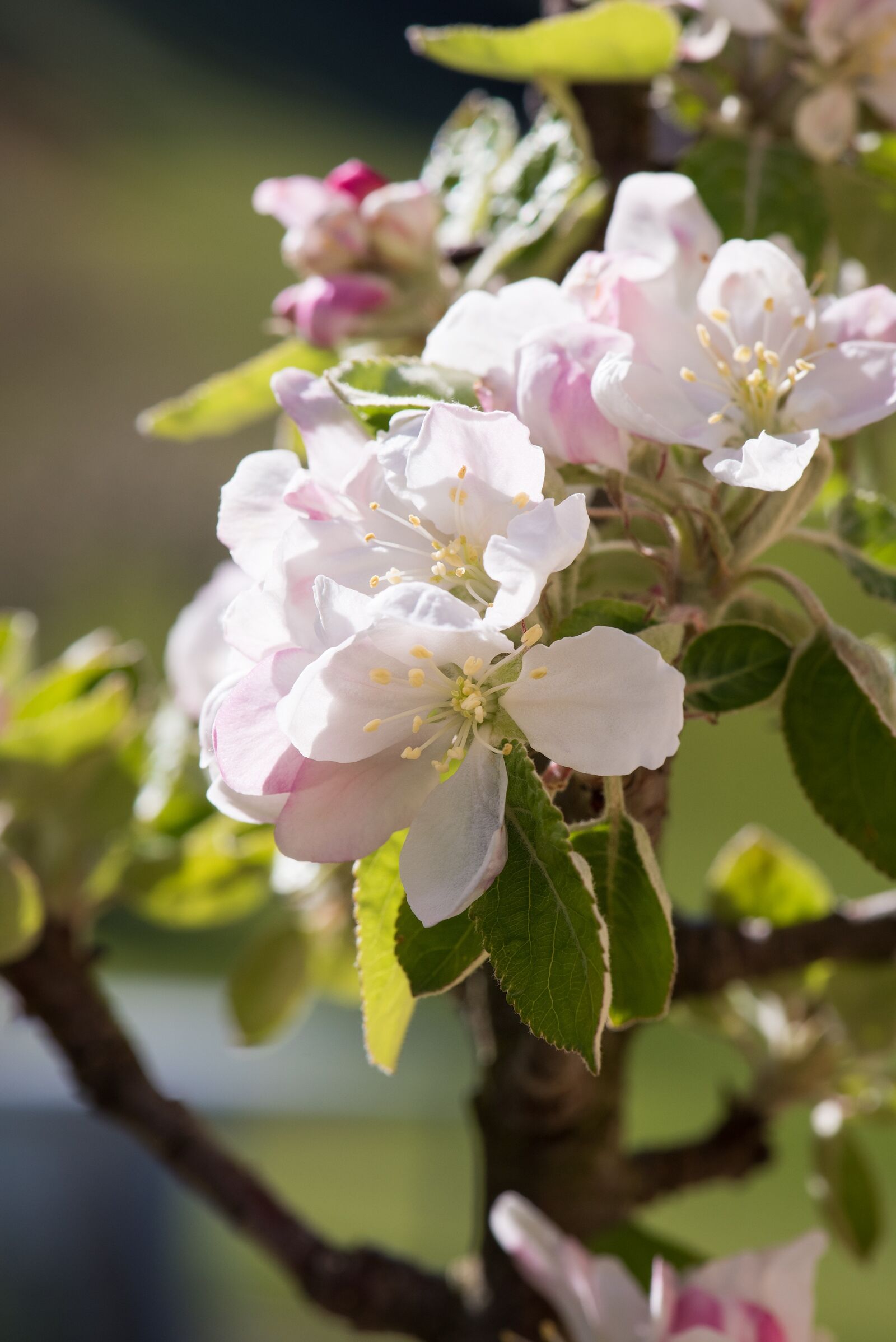 Nikon D750 sample photo. Apple tree flowers, tree photography