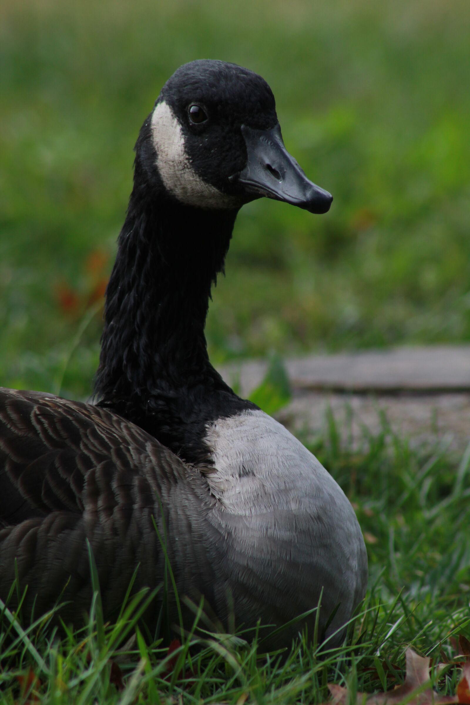 Canon EOS 1300D (EOS Rebel T6 / EOS Kiss X80) sample photo. Goose, geese, nature photography