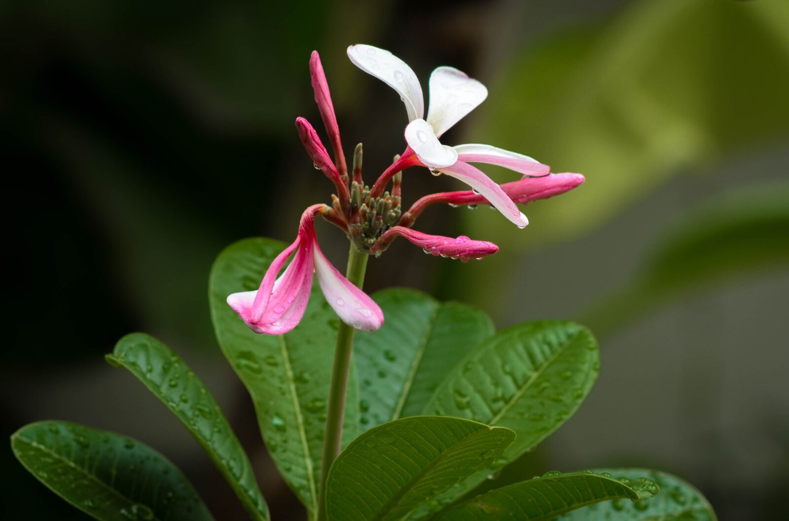 Nikon D7000 sample photo. Plumeria, flower, tropical photography