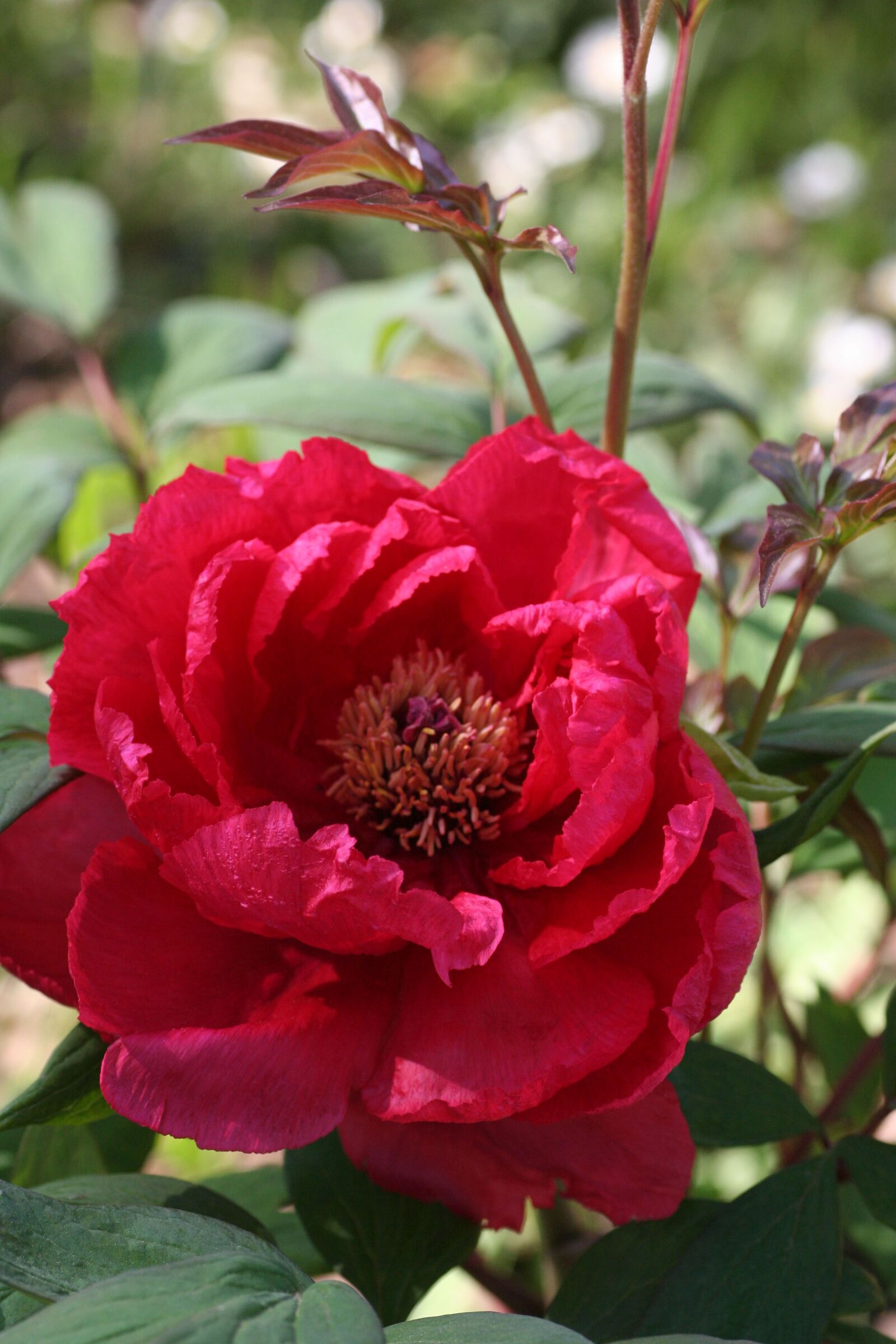 Canon EOS 350D (EOS Digital Rebel XT / EOS Kiss Digital N) sample photo. Flower, peony, red photography