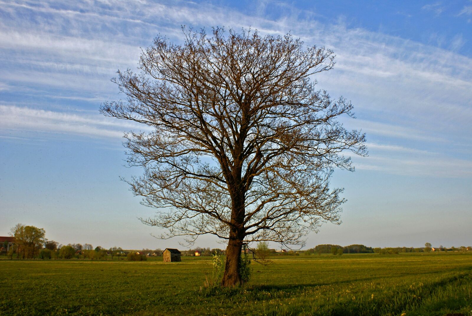 Sony Alpha DSLR-A100 sample photo. Tree, landscape, plain photography