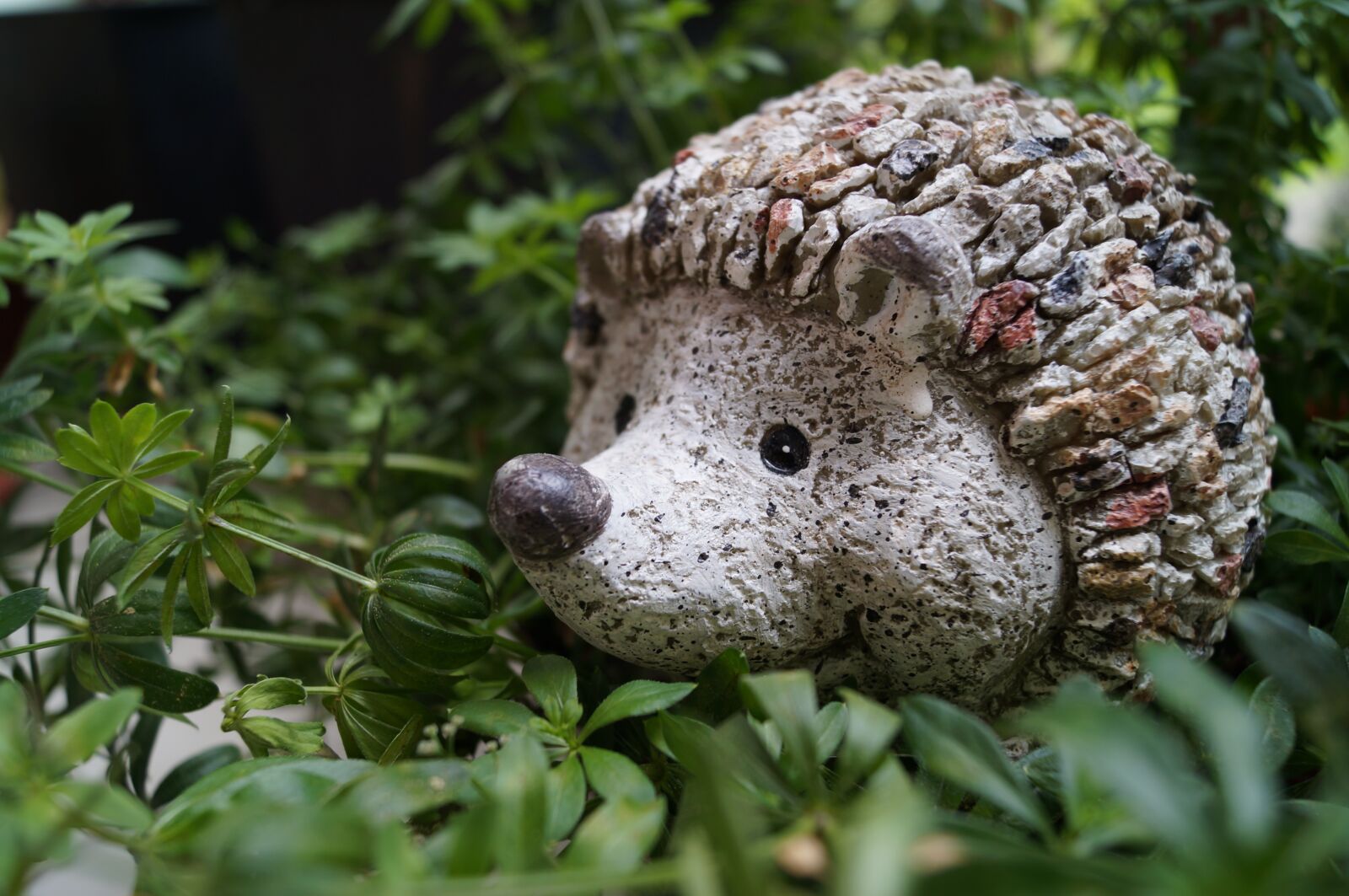 Sony SLT-A37 sample photo. Hedgehog, garden, decoration photography