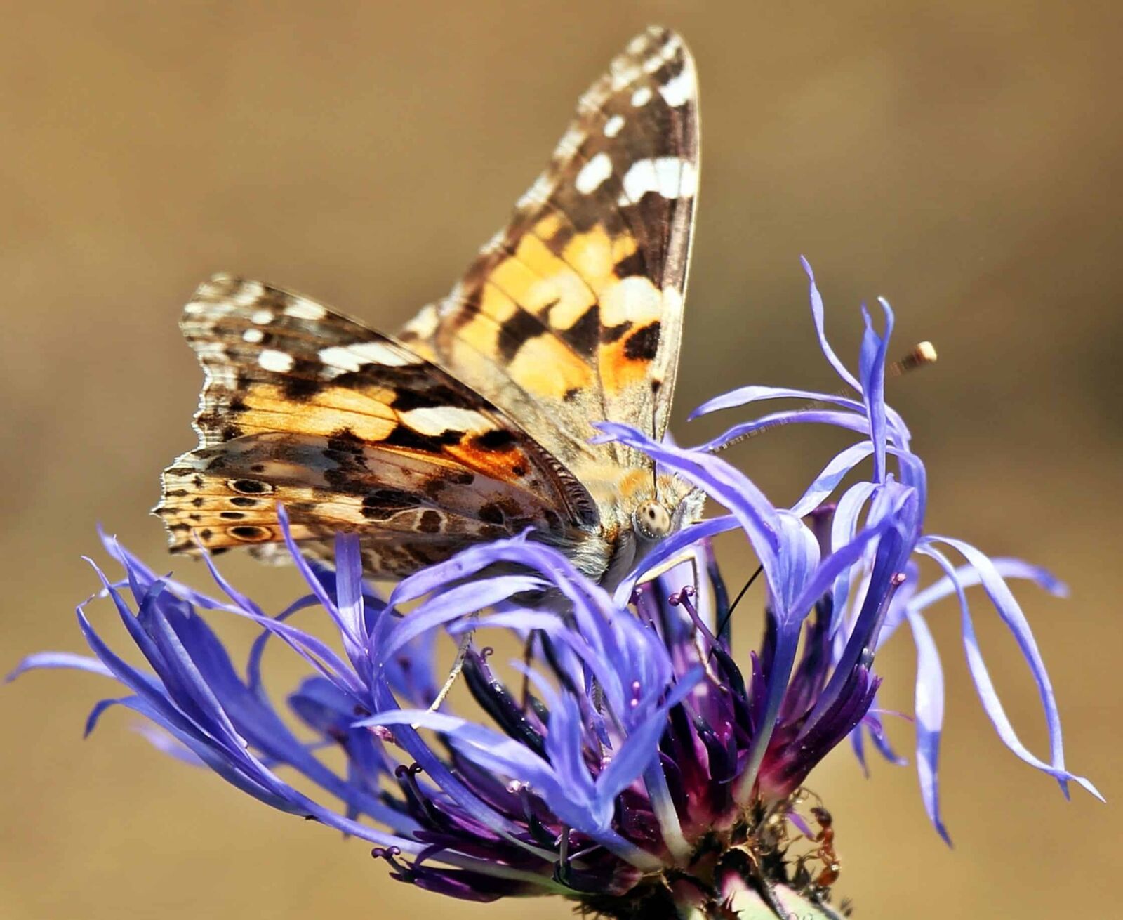 Canon EOS 550D (EOS Rebel T2i / EOS Kiss X4) sample photo. Wildlife, nature, moth, summer photography