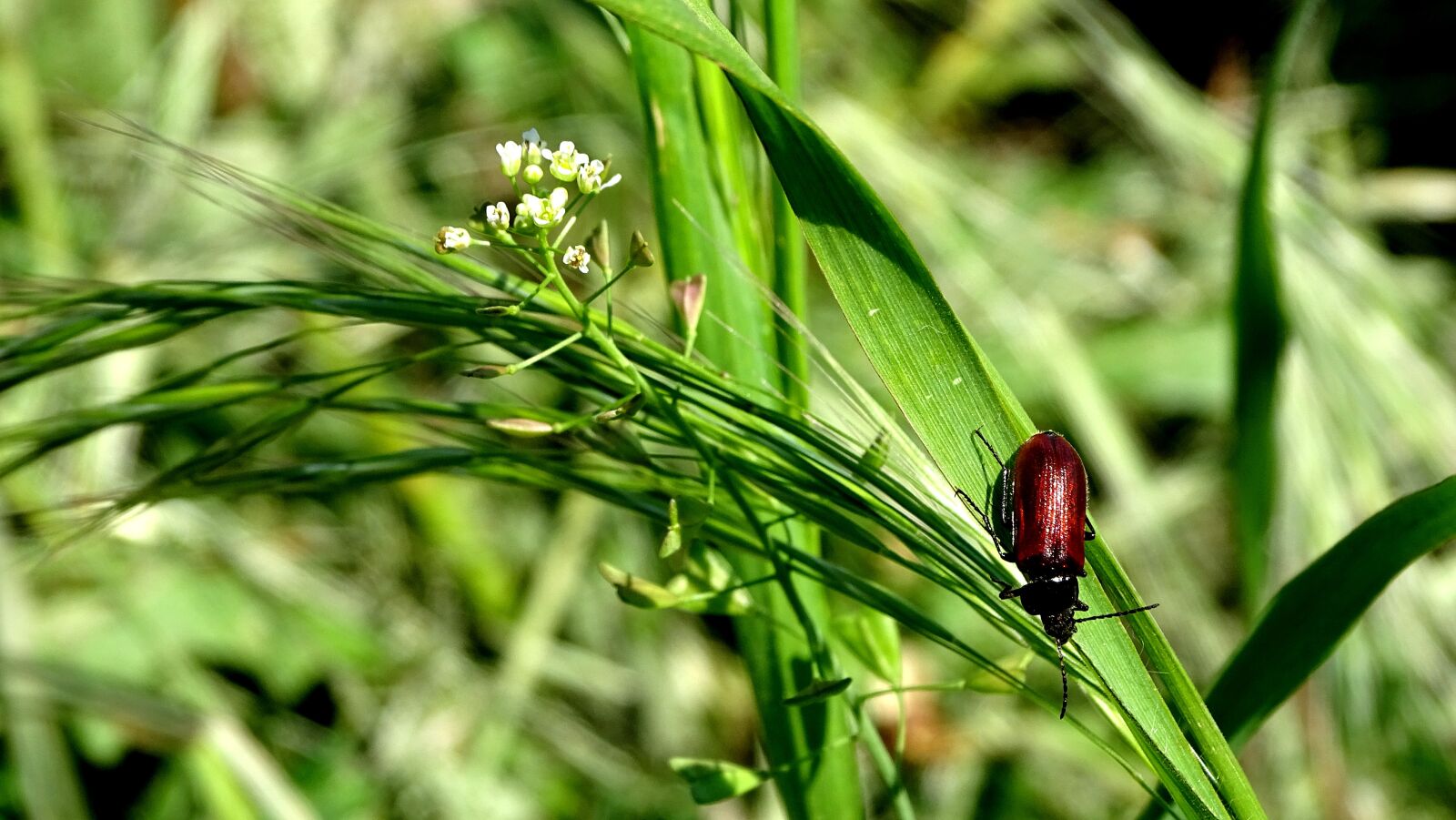 Sony DSC-HX400 sample photo. Beetle, grass, meadow photography