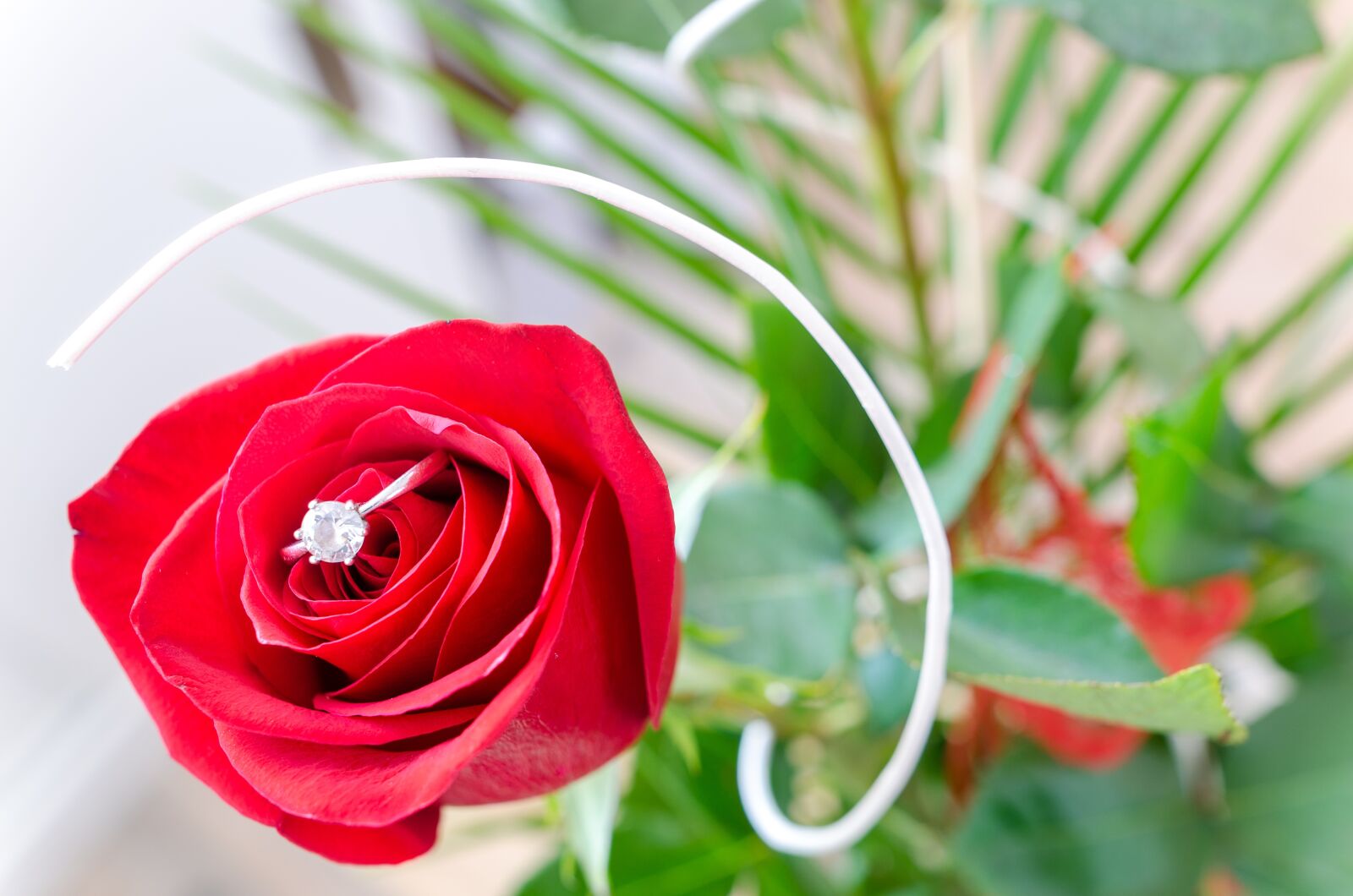 Nikon D5100 sample photo. Flower, rose, macro photography