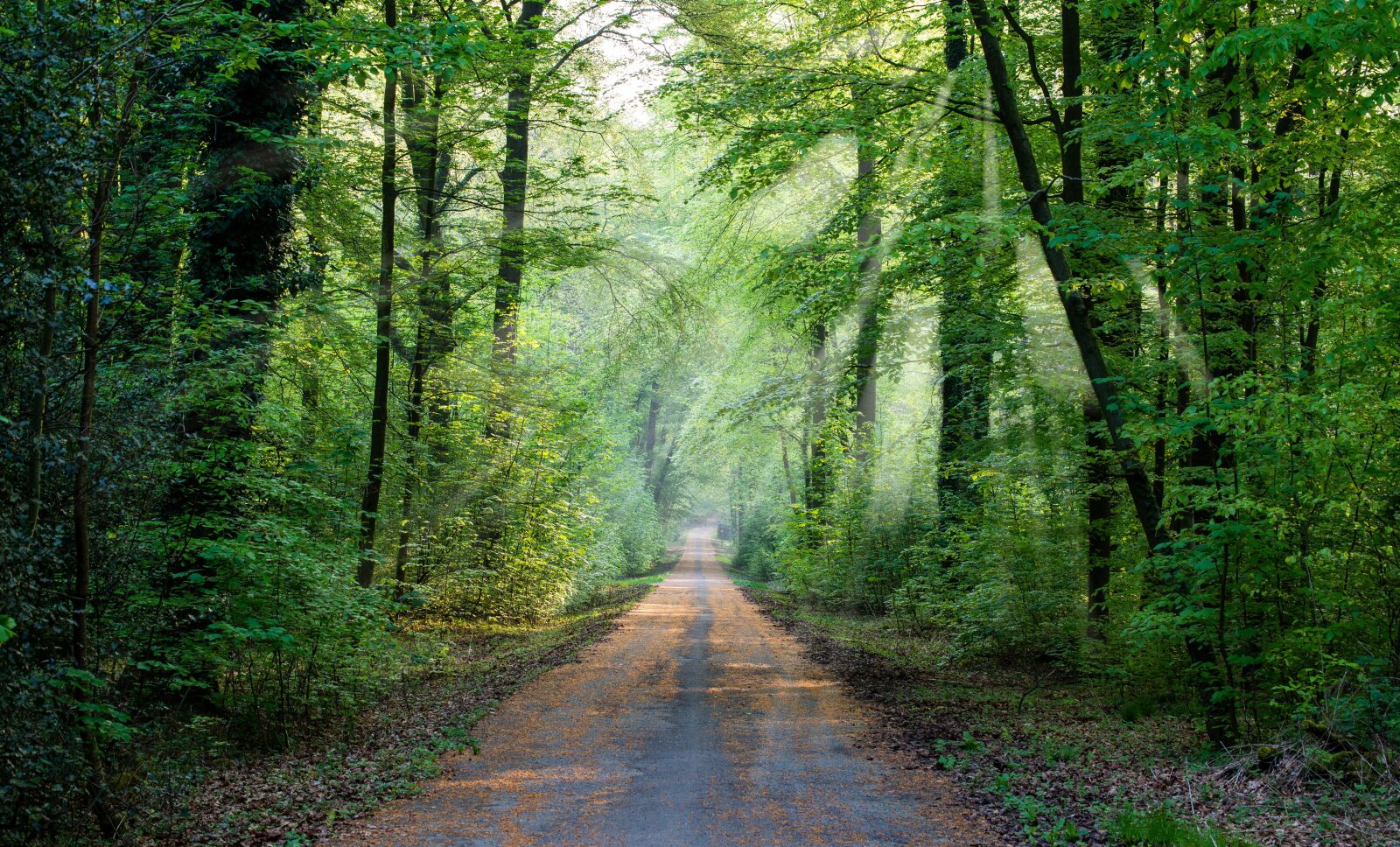 Nikon D600 sample photo. Forest, light, nature photography