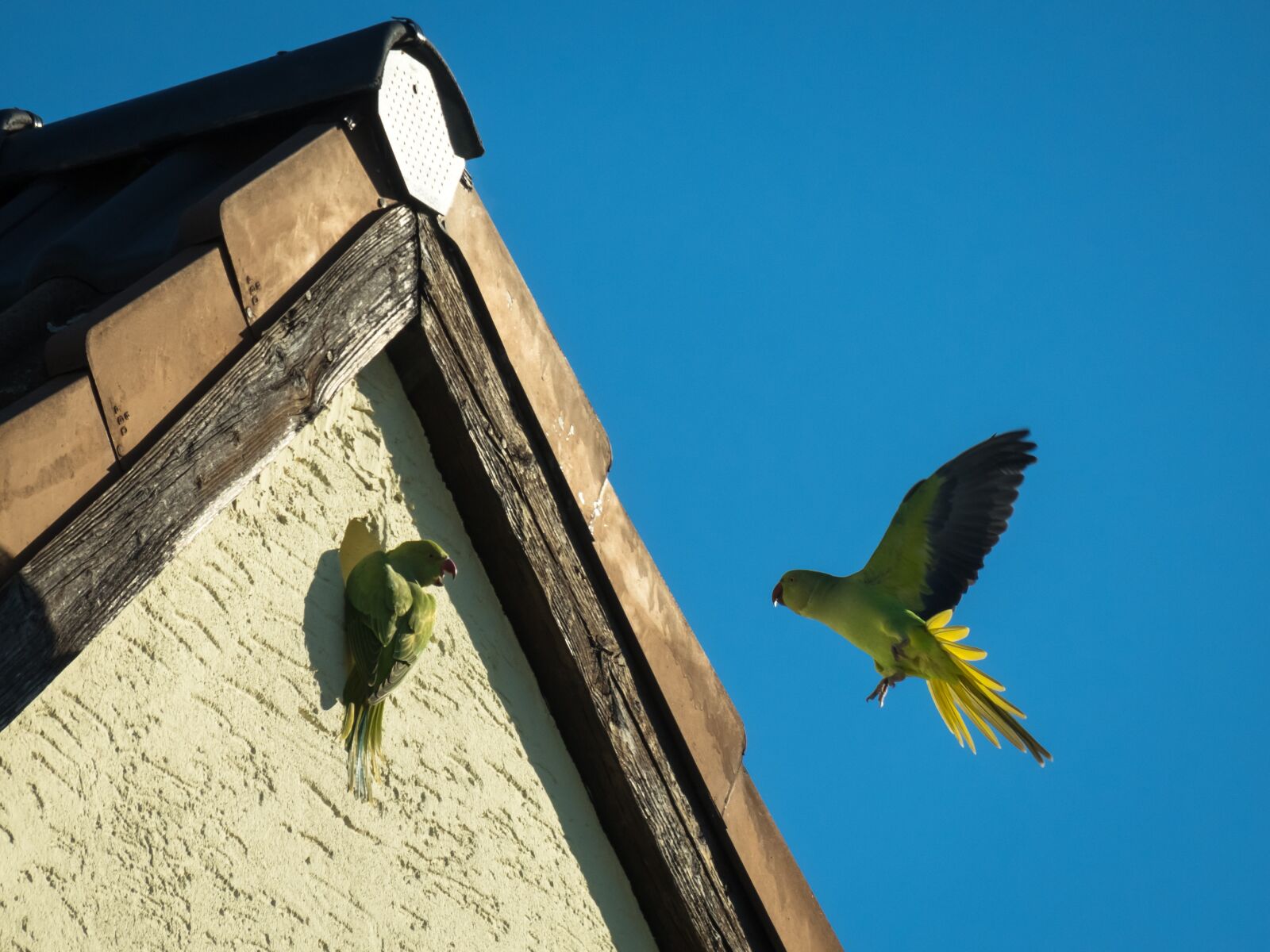 Canon PowerShot G3 X sample photo. Parrot, nest building, communication photography