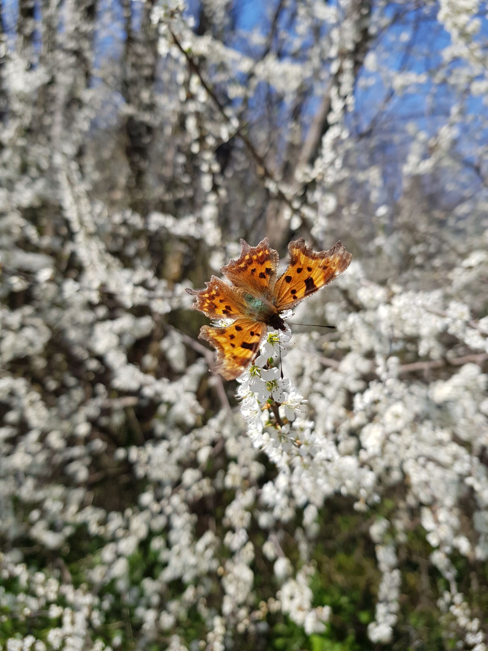 Samsung Galaxy S8 sample photo. Beautiful butterfly, butterfly on photography