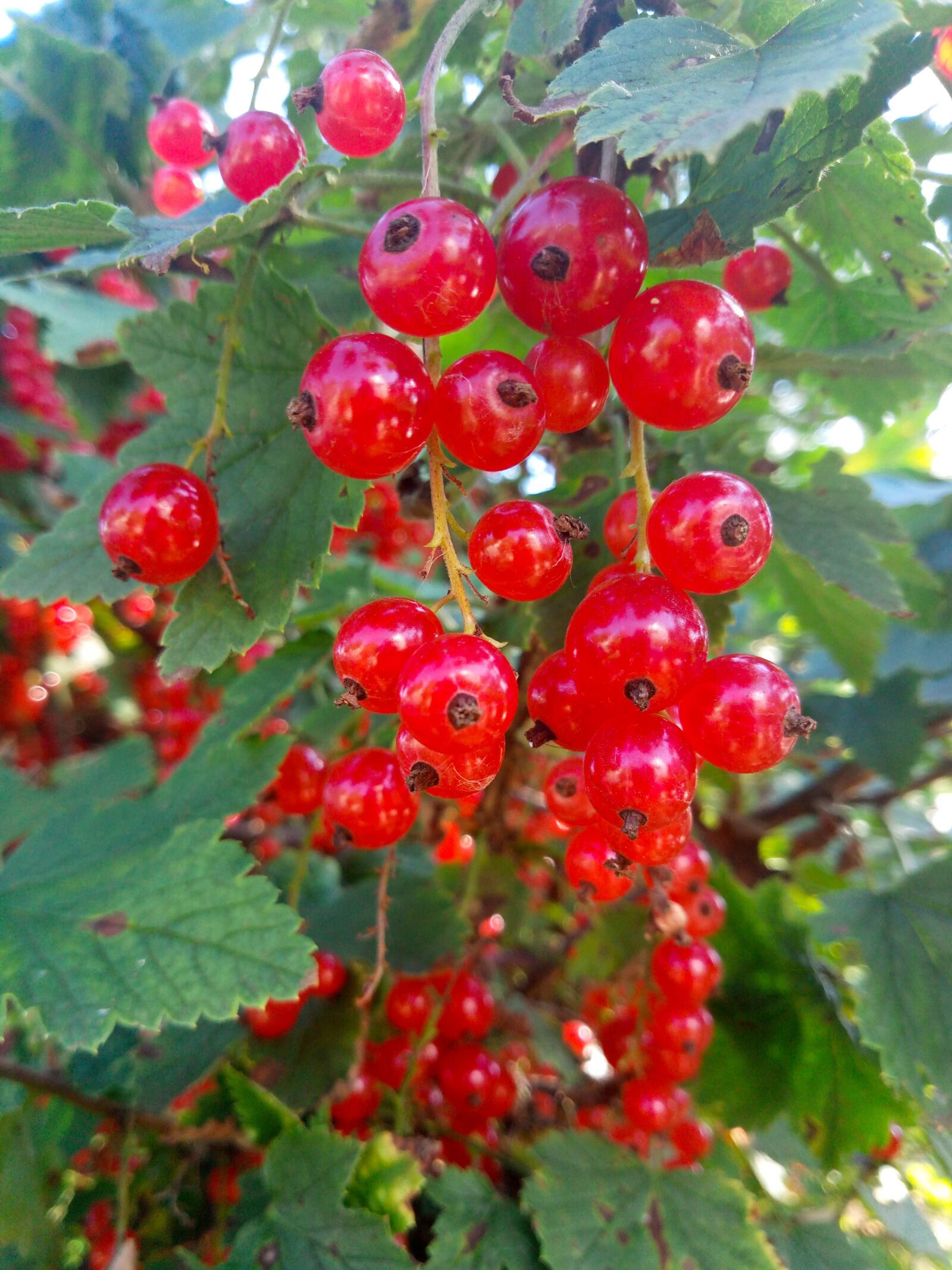 Meizu M5 sample photo. Currant, summer, red photography