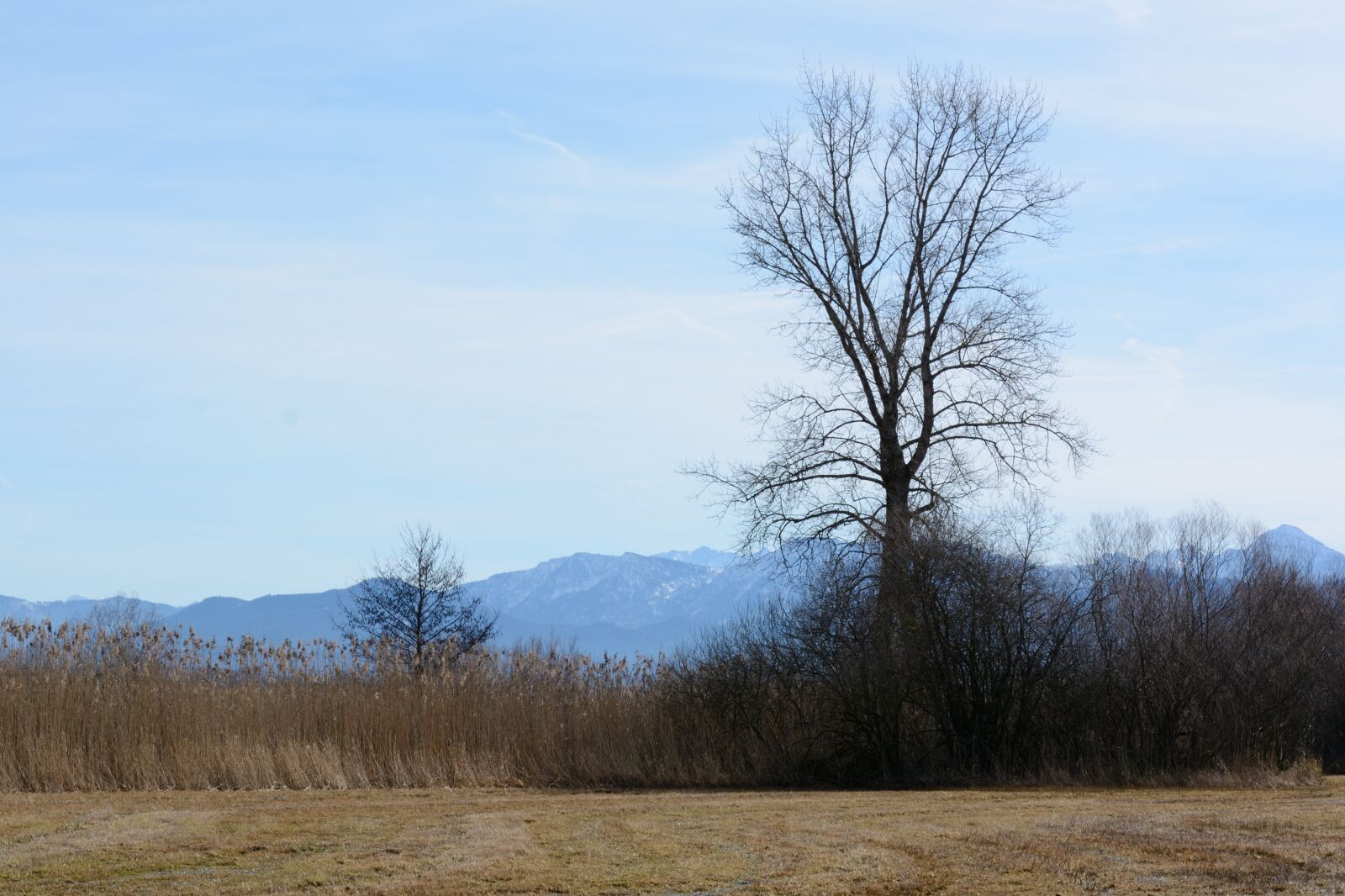 Nikon D7100 sample photo. Tree, individually, bank photography