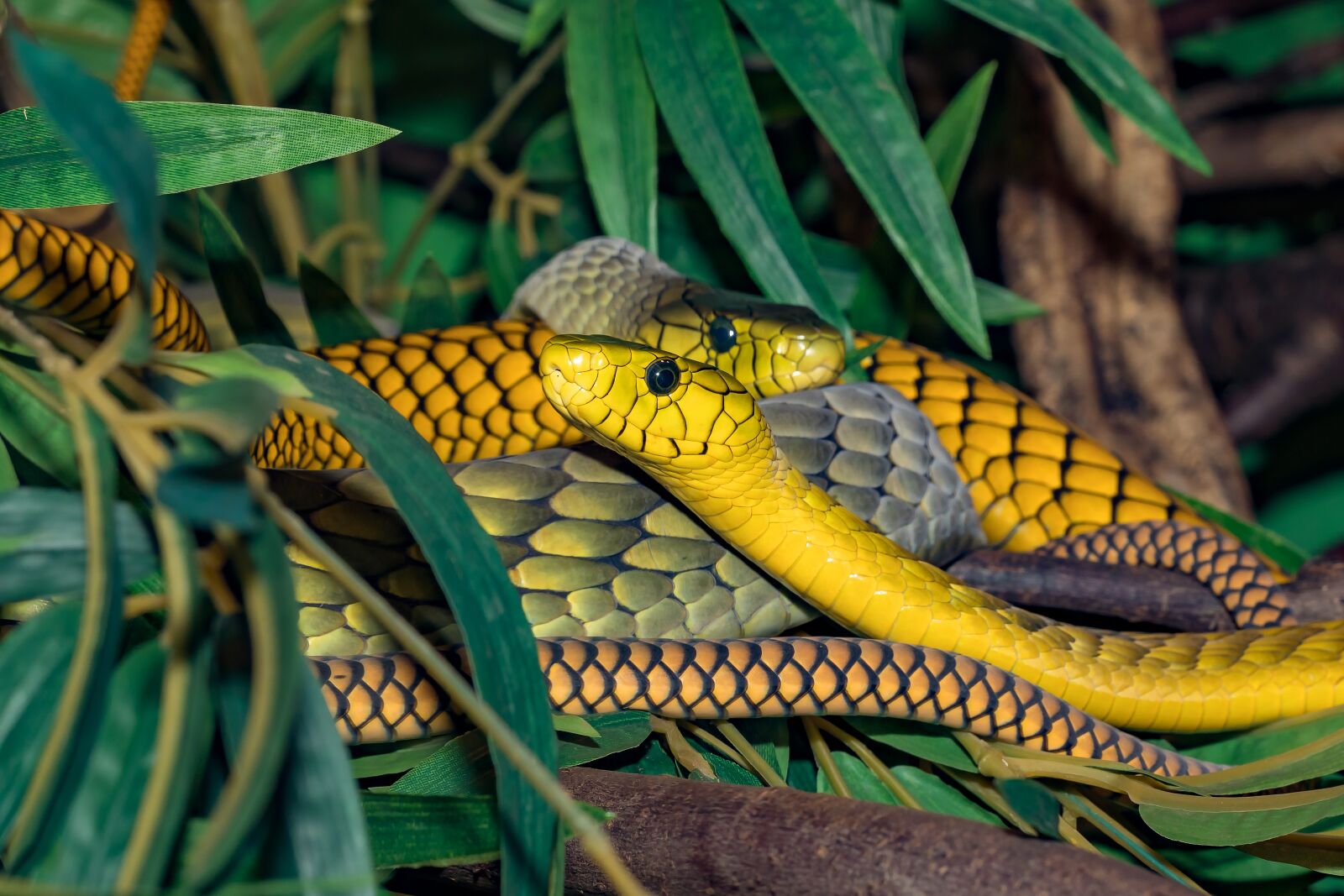 Canon EOS 5D Mark IV sample photo. Snake, venomous snake, green photography