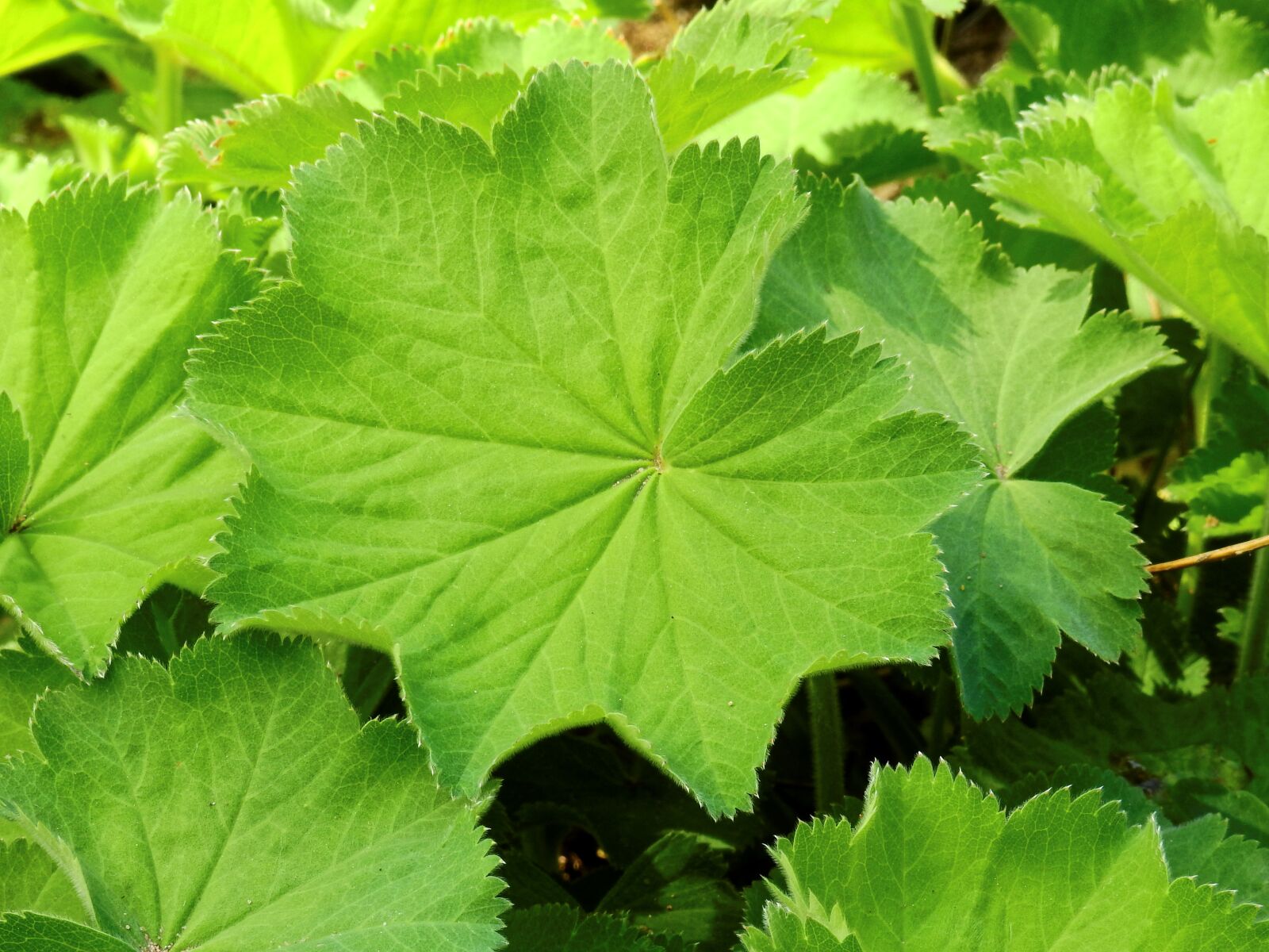 Nikon Coolpix P900 sample photo. Alchemilla, frauenmantel, leaf photography
