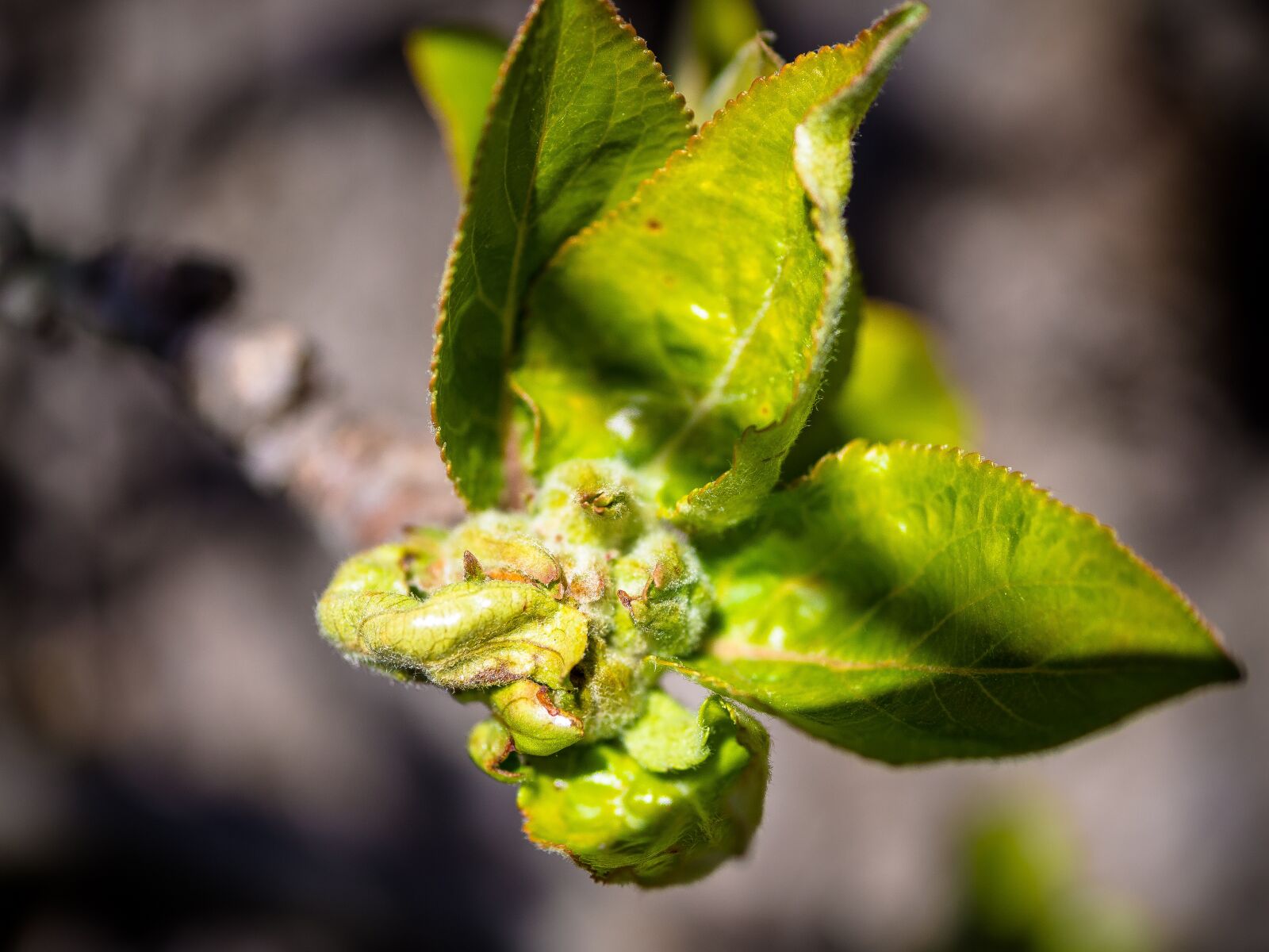 Olympus PEN E-PL9 sample photo. Bud, apple blossoms, flower photography