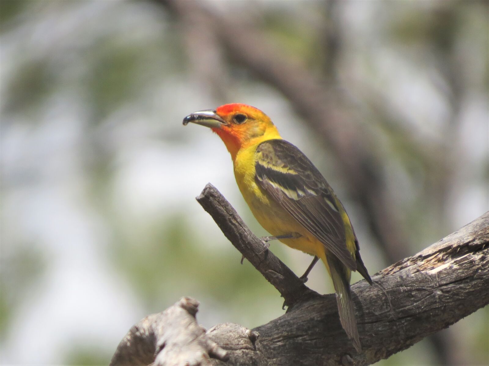 Canon PowerShot SX50 HS sample photo. Bird, yellow, hiking photography