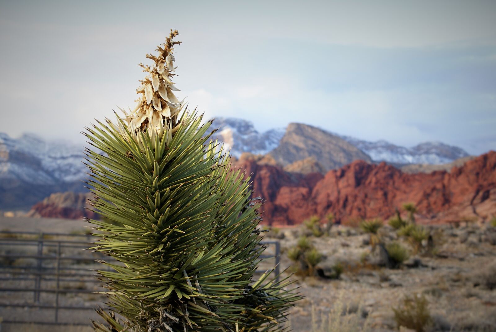 Sony Alpha DSLR-A100 sample photo. Red rock, mountains, panorama photography
