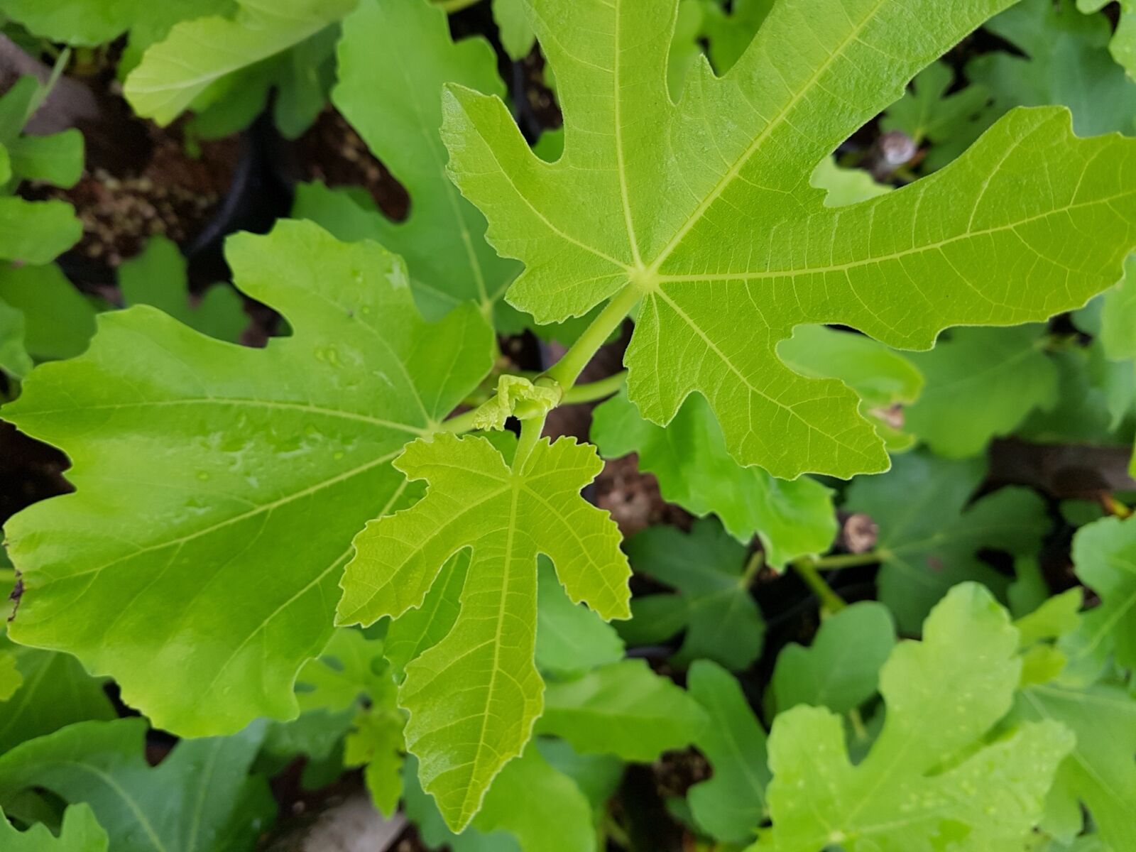 Samsung Galaxy S7 sample photo. Fig leaf, fig leaf photography